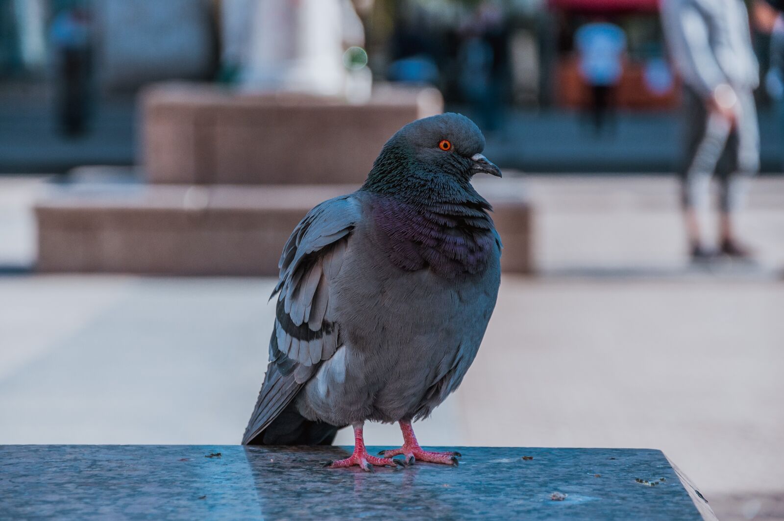 Nikon D90 sample photo. Pigeon, city, dove photography