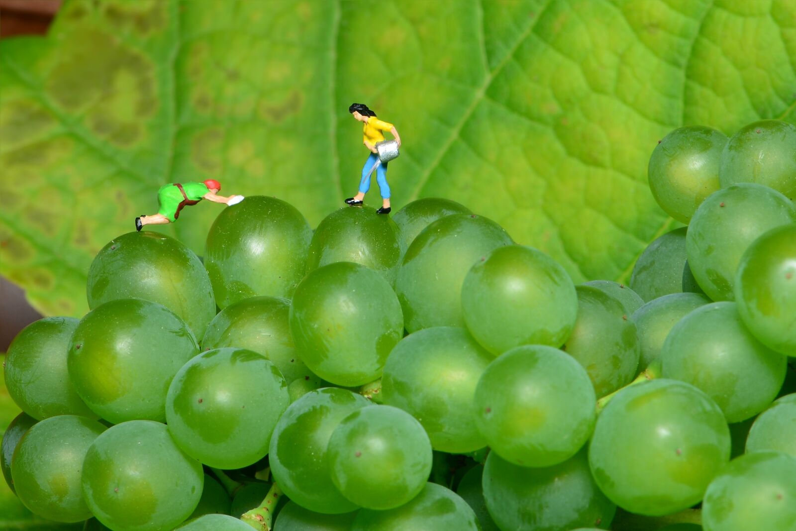 Nikon D610 sample photo. Grapes, small world, green photography