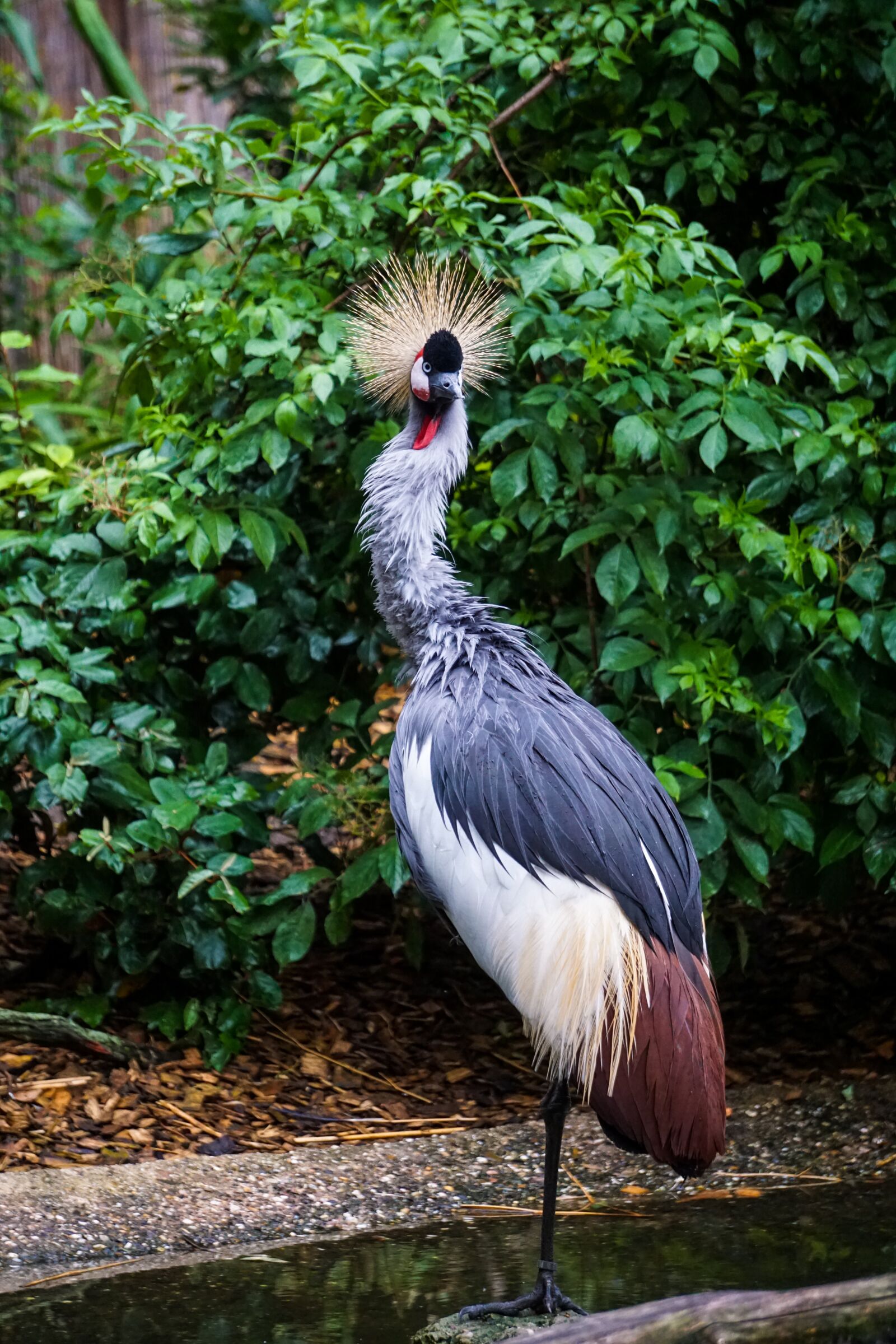 Sony E 55-210mm F4.5-6.3 OSS sample photo. Animal, zoo, grey crowned photography