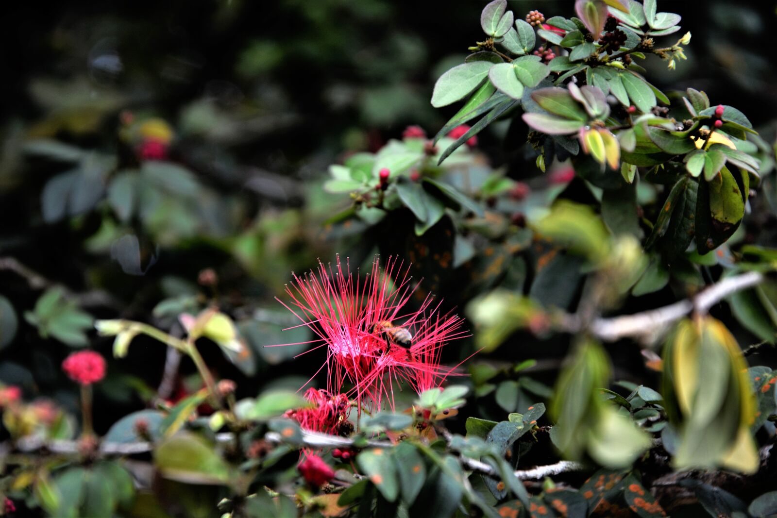 Nikon D7100 sample photo. Flower, tropical, pink photography