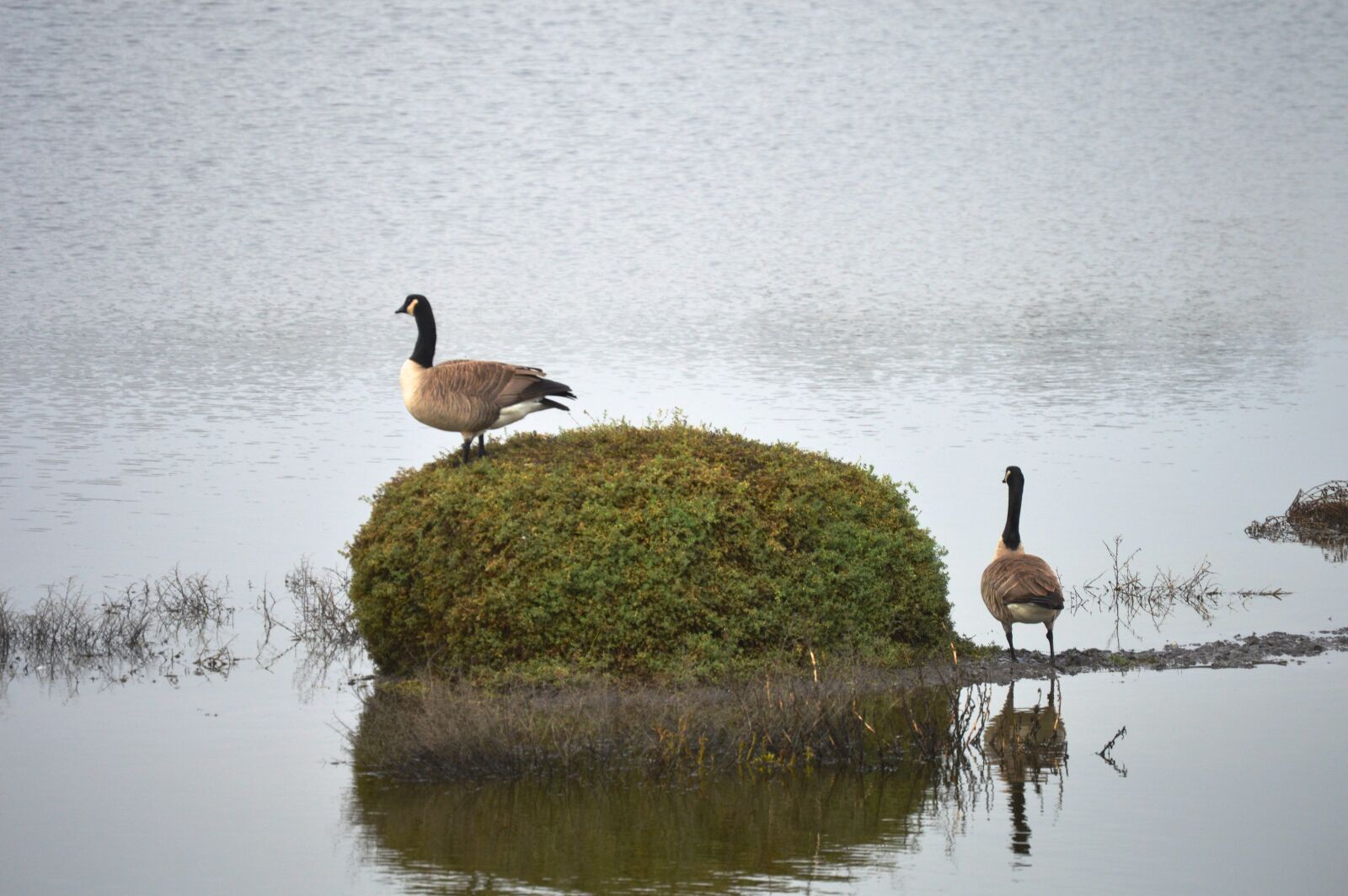 Nikon D3200 sample photo. Geese, birds, shollenberger photography