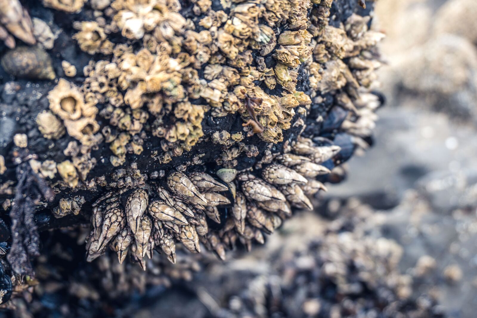 Sony a6300 sample photo. Seashell, nature, stone, coast photography