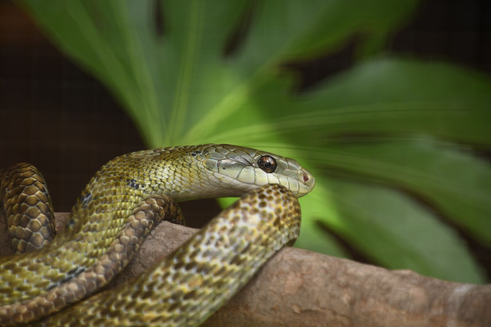 Nikon D7500 sample photo. Snake, green, reptile photography