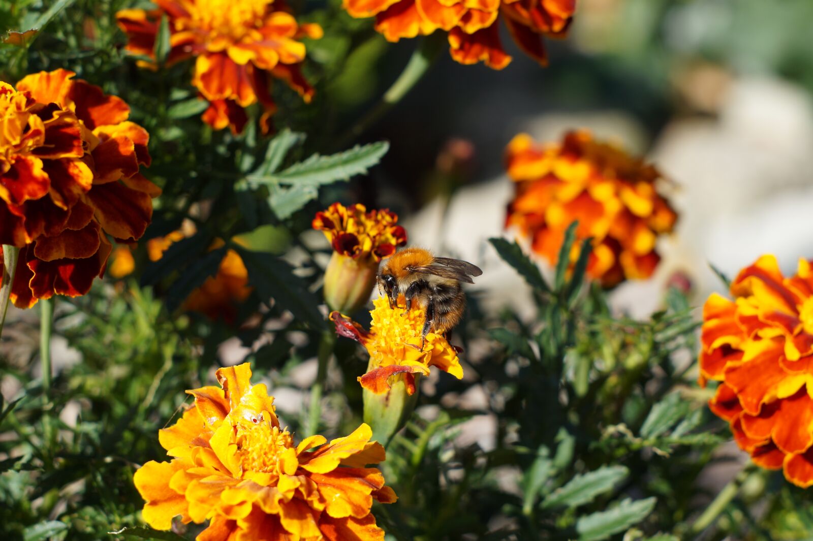 Sony SLT-A58 sample photo. Flowers, plant, nature photography