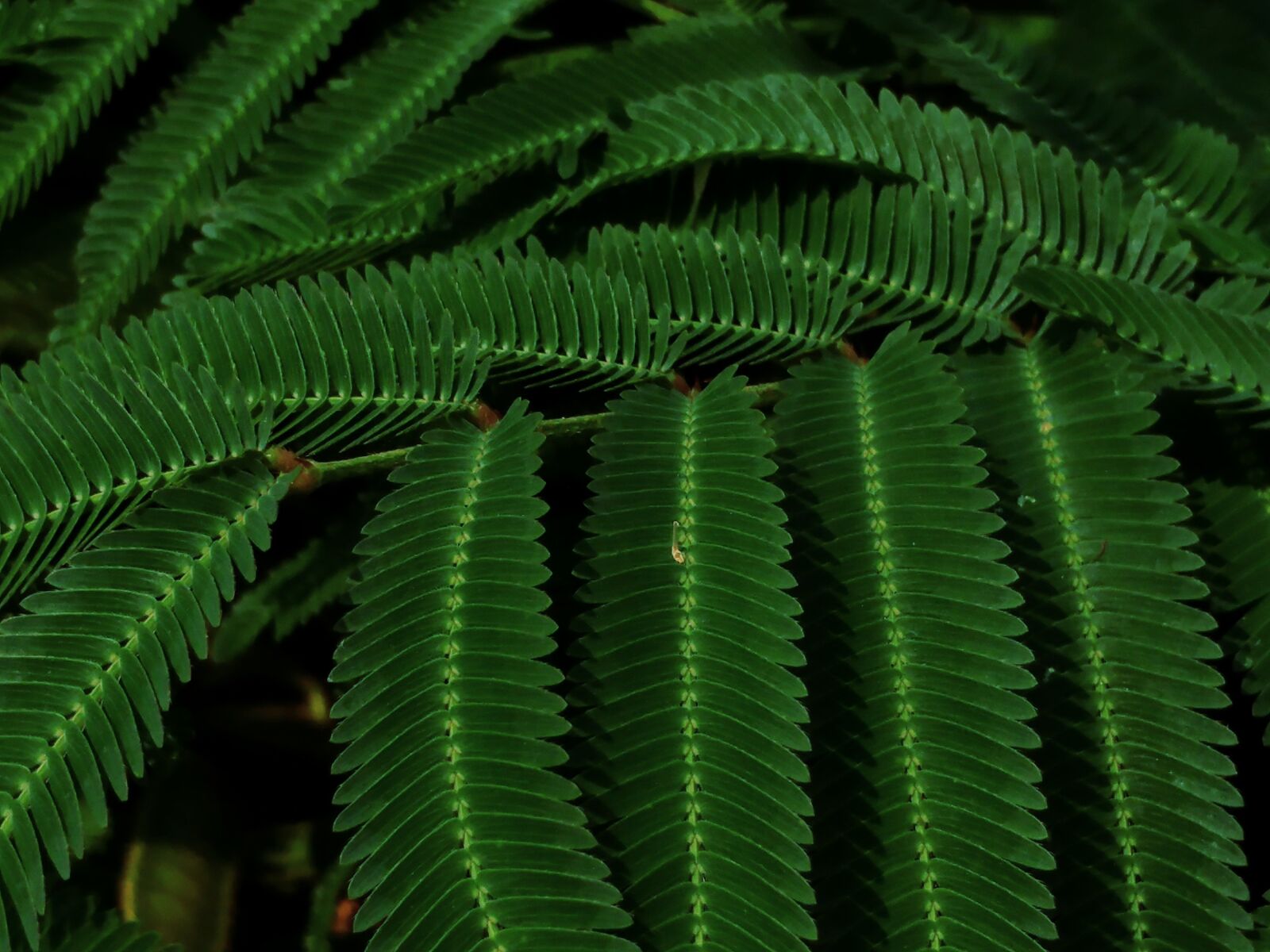 LG G5 sample photo. Green, weed, prickly photography