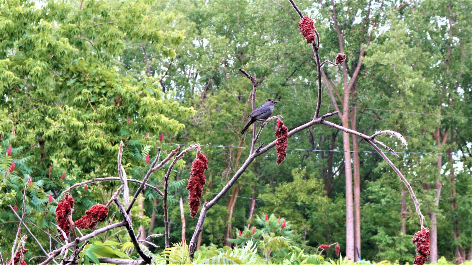 Canon EOS M100 + Canon EF-M 15-45mm F3.5-6.3 IS STM sample photo. Bird, nature, flowers photography