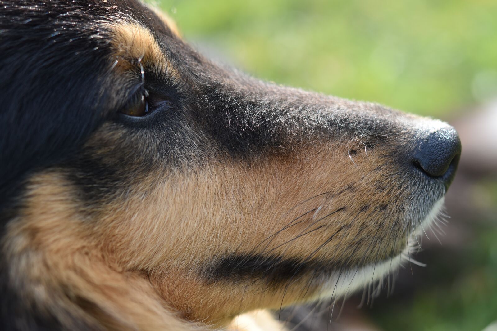 Nikon D5600 sample photo. Dog, dog shetland sheepdog photography