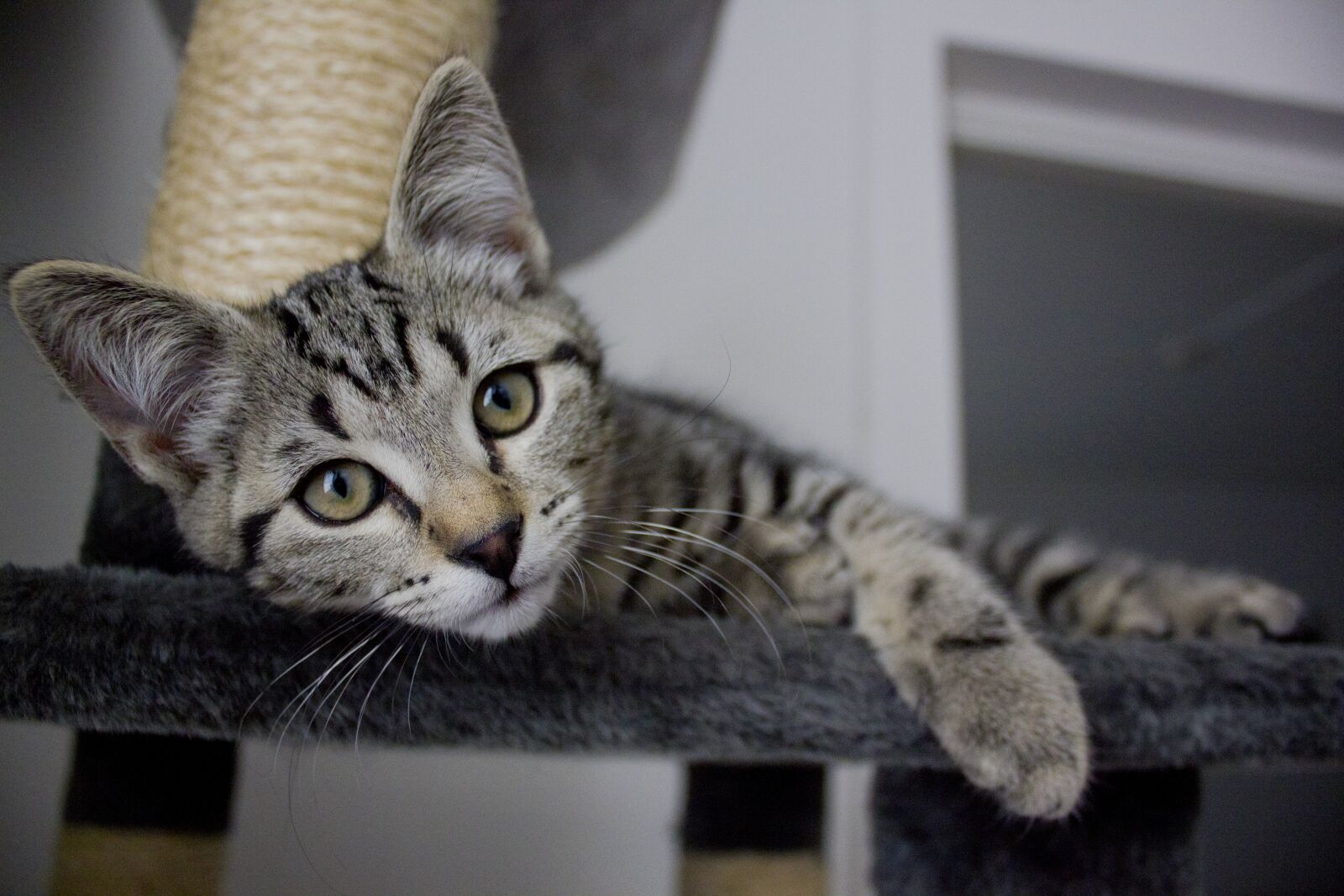 Canon EF-S 18-55mm F3.5-5.6 IS sample photo. Cat, kitten, animals photography