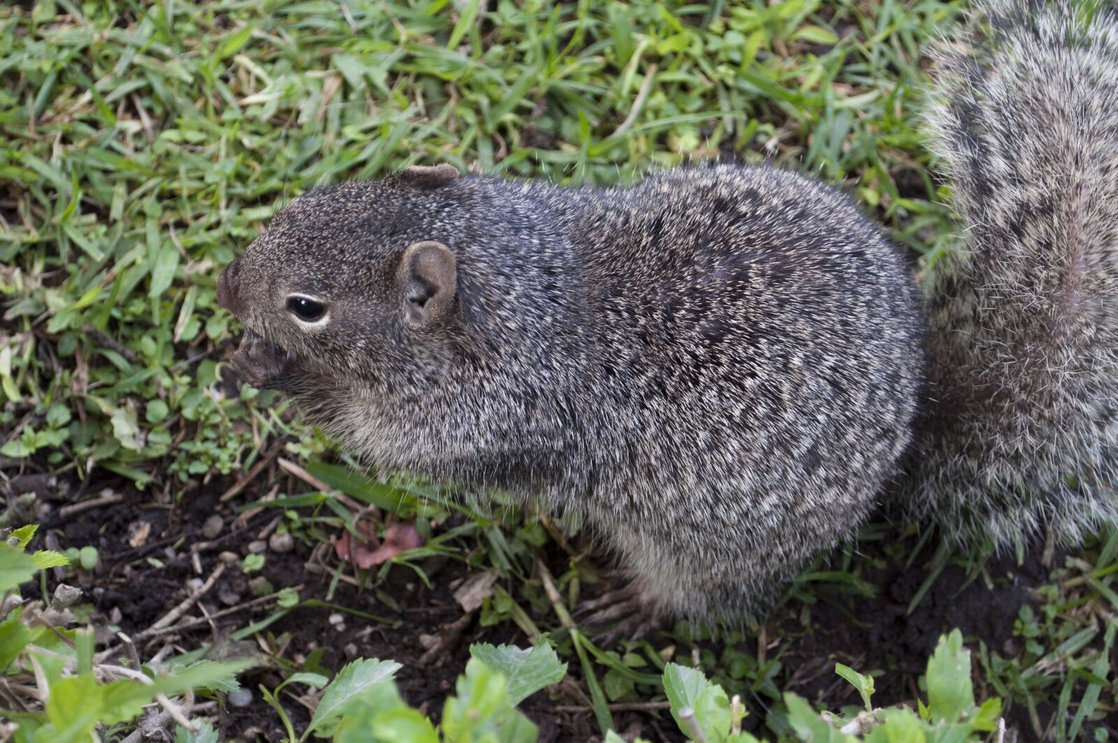 Nikon D5000 sample photo. Mammal, wildlife, nature photography