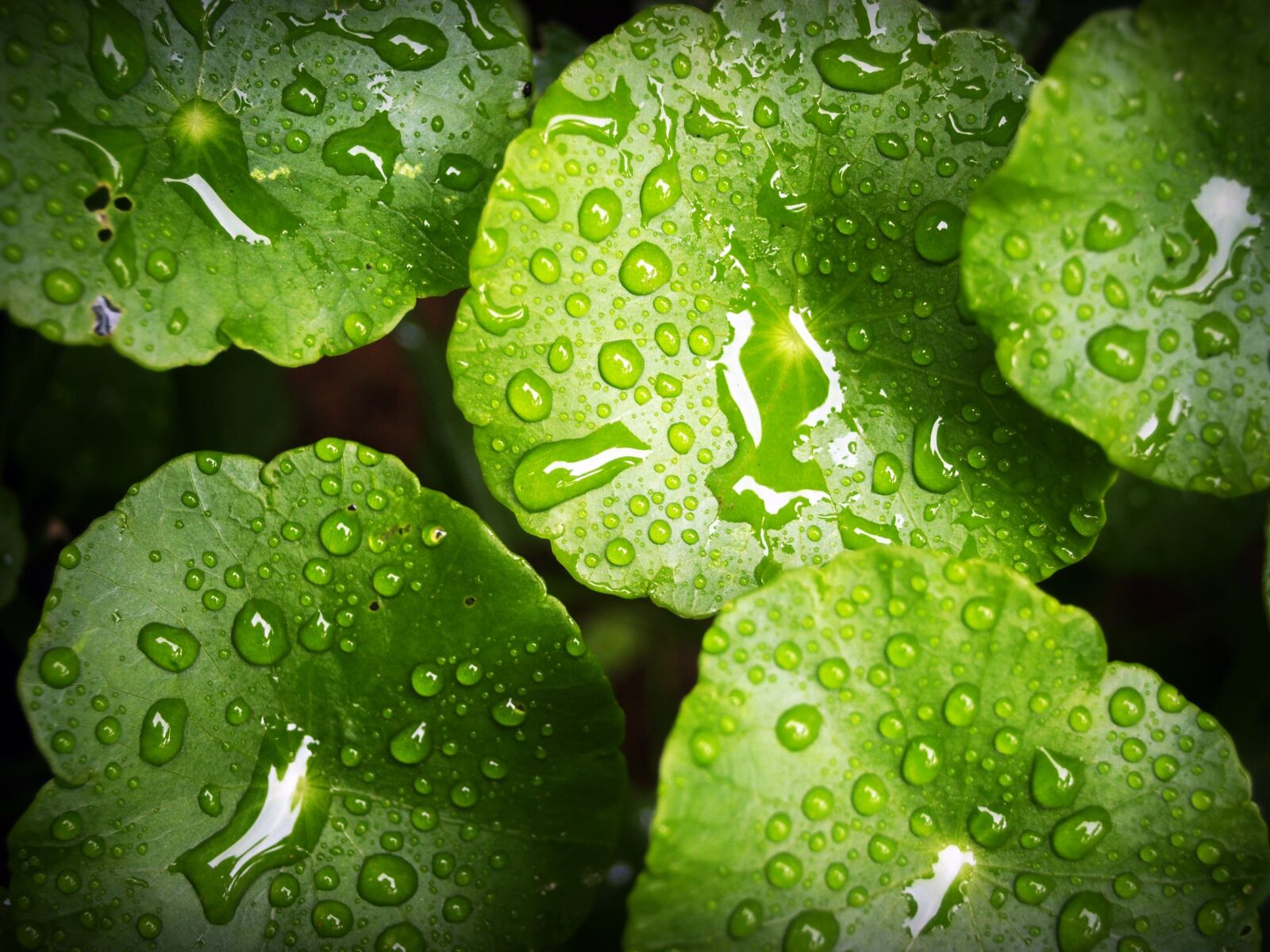 Olympus E-300 (EVOLT E-300) sample photo. Leaf, water, green photography