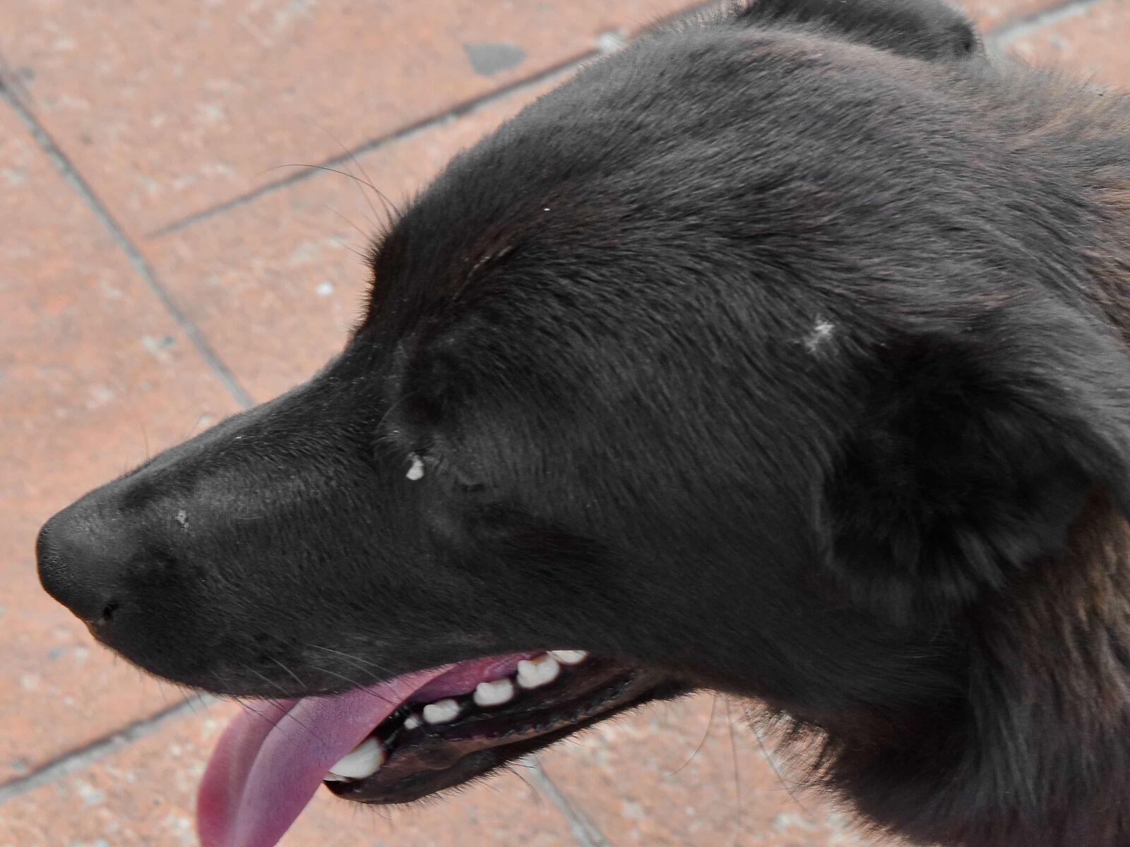 Nikon D5500 sample photo. Side view, teeth, tongue photography