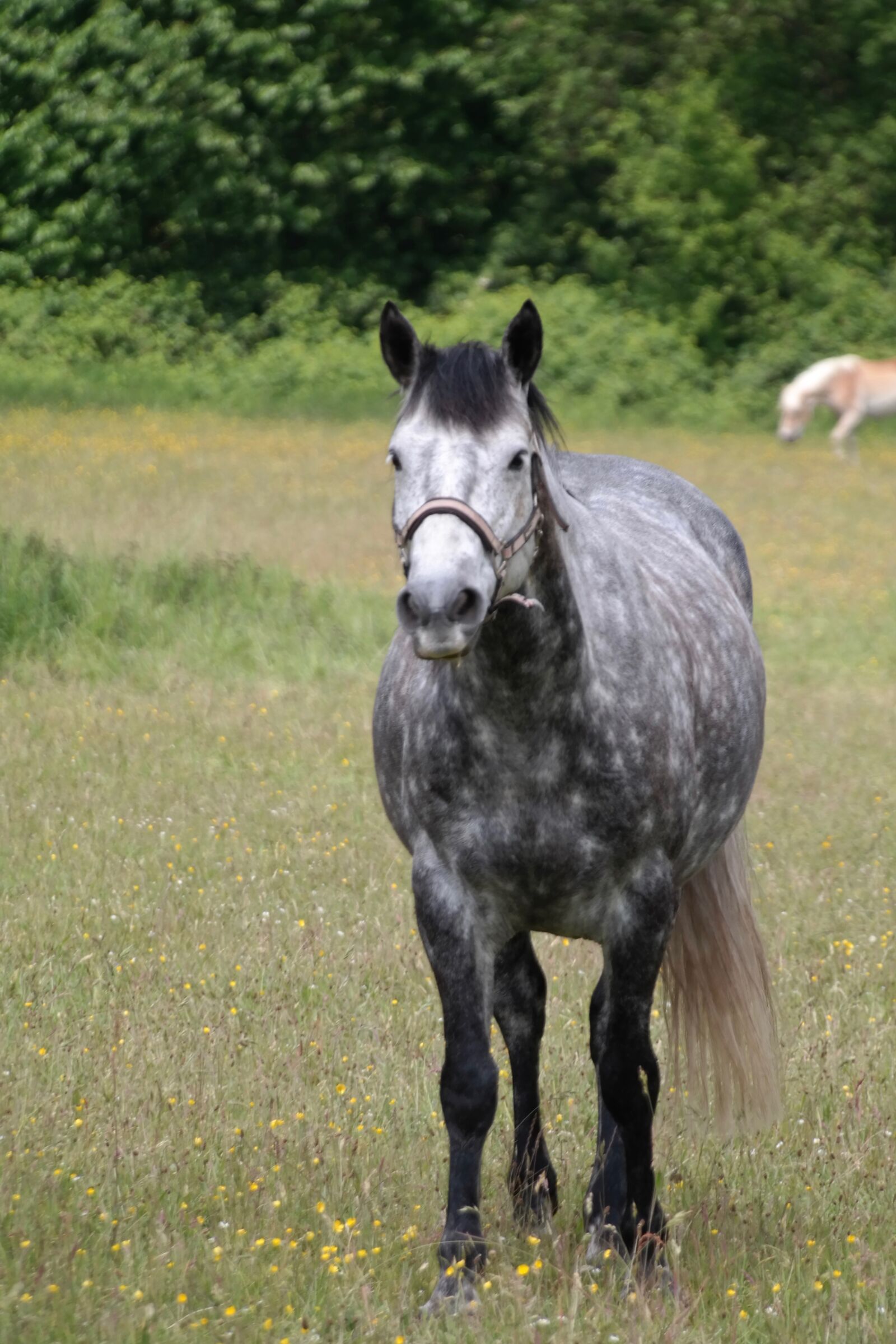 Samsung NX300 sample photo. Dapple, horse, portrait photography