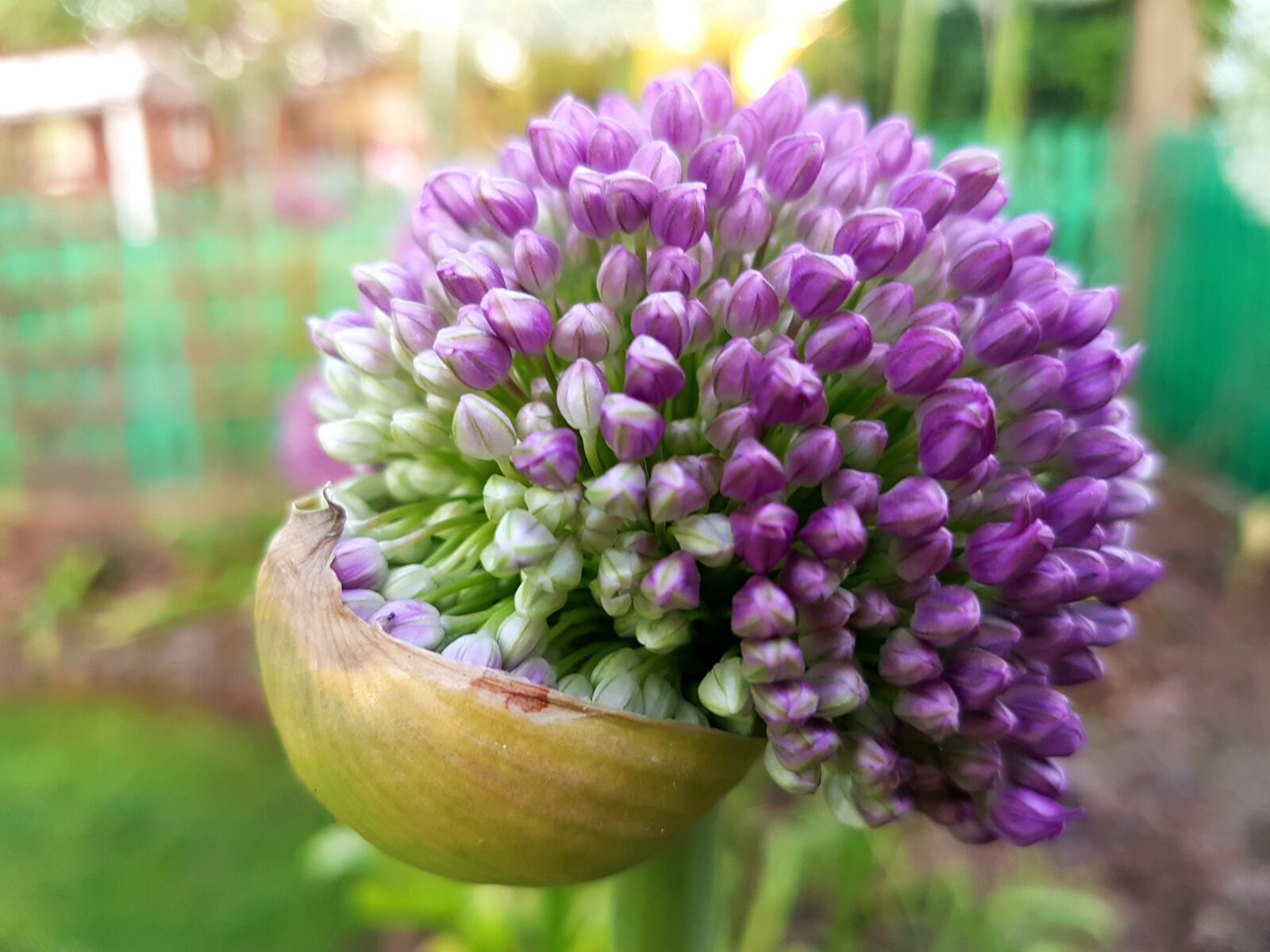 Samsung Galaxy S7 sample photo. Flowers, decorative garlic, spring photography