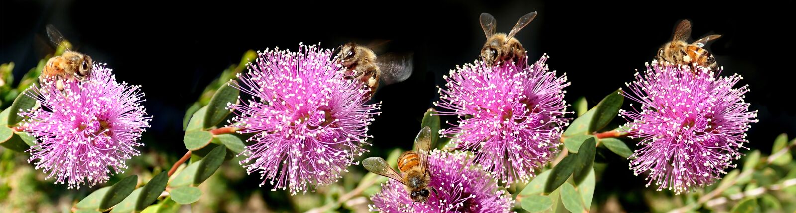 Olympus TG-5 sample photo. Bees, insects, banner photography