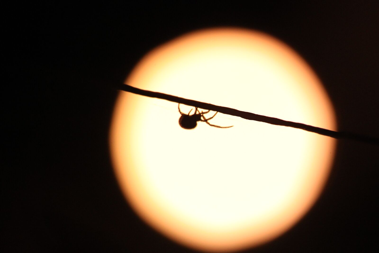 Canon EOS 500D (EOS Rebel T1i / EOS Kiss X3) sample photo. Spider, night, insect photography
