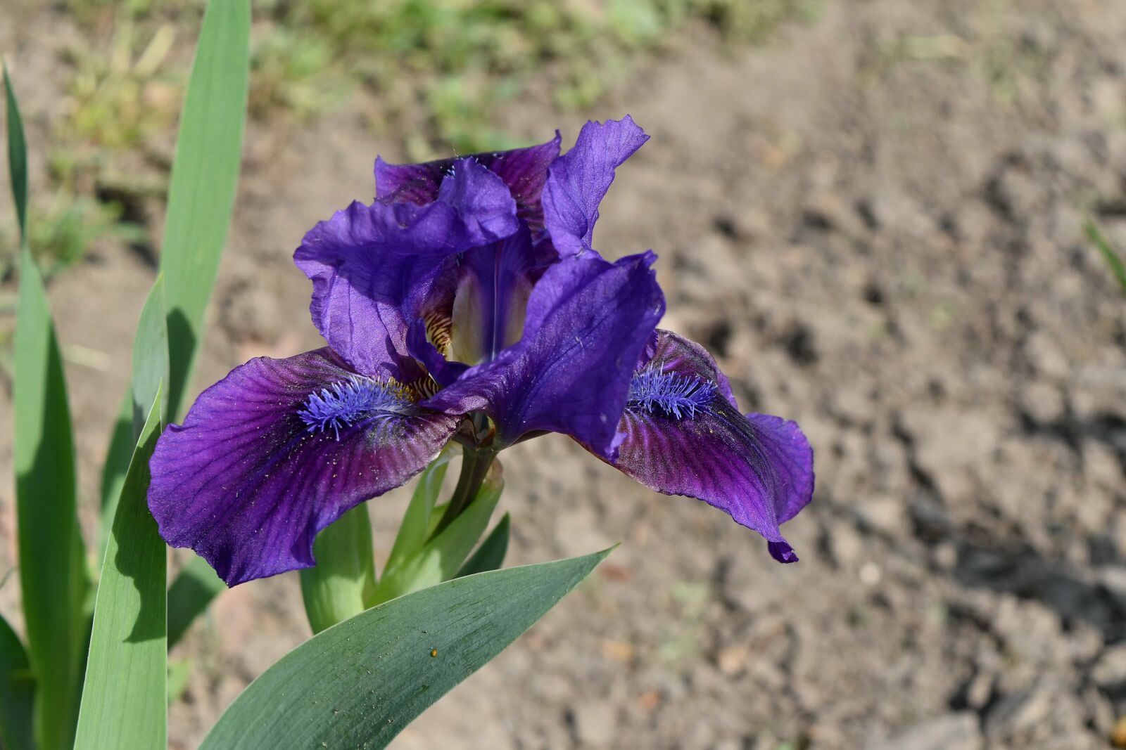 Nikon D5500 sample photo. Horticulture, flower, iris, purple photography
