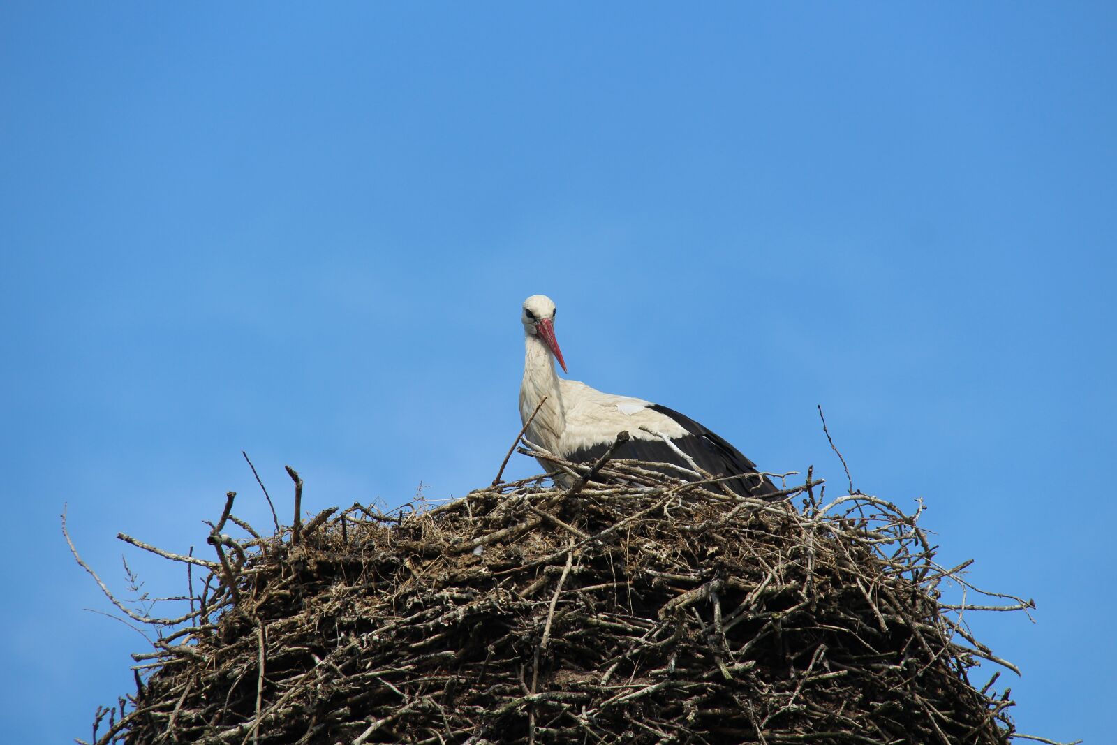 Canon EOS 700D (EOS Rebel T5i / EOS Kiss X7i) + Canon EF-S 18-200mm F3.5-5.6 IS sample photo. Stork, white stork, adebar photography