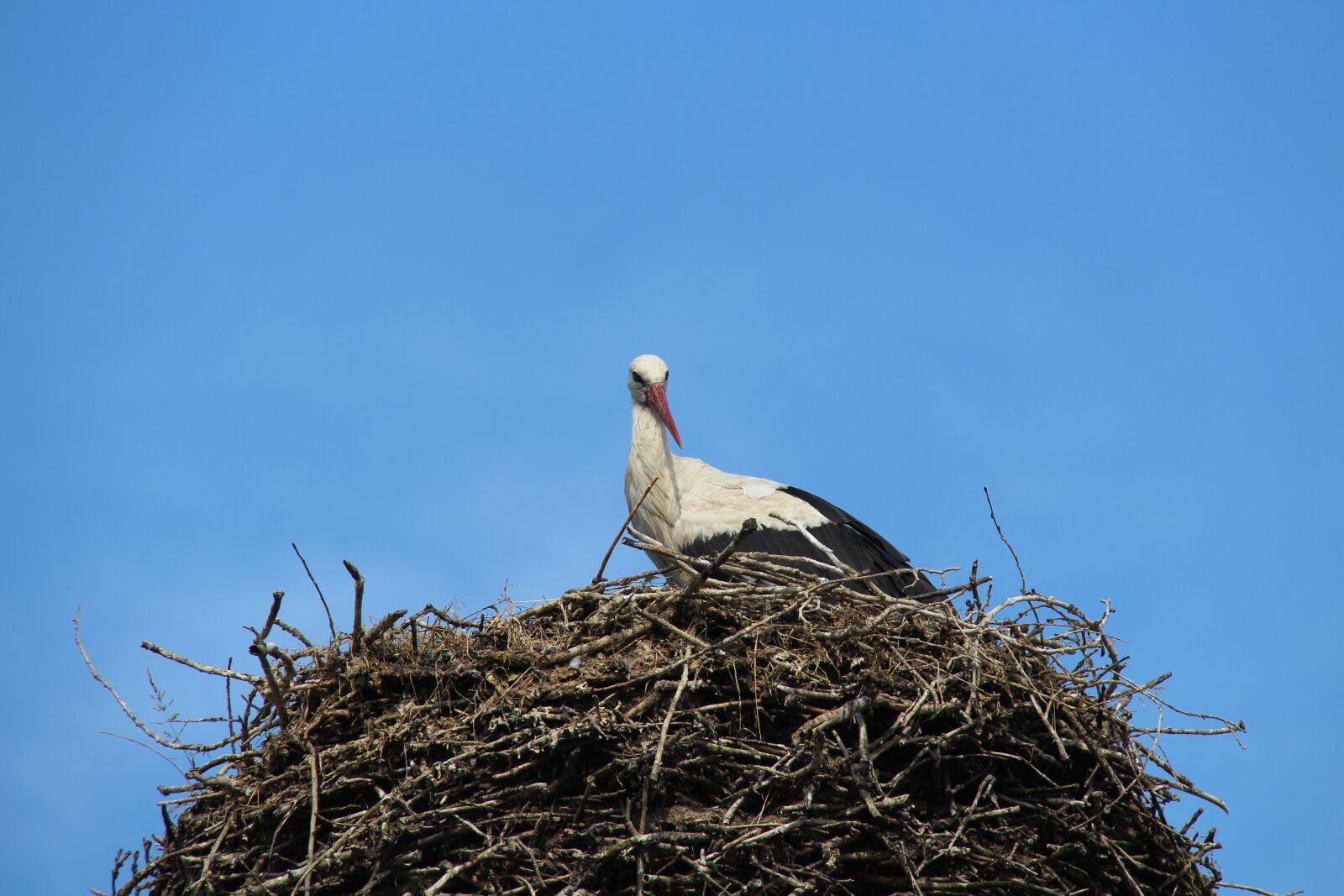 Canon EF-S 18-200mm F3.5-5.6 IS sample photo. Stork, white stork, adebar photography