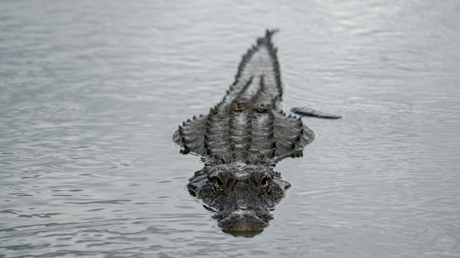 Sony a7R II + Sony FE 70-300mm F4.5-5.6 G OSS sample photo. Alligator, water, swamp photography