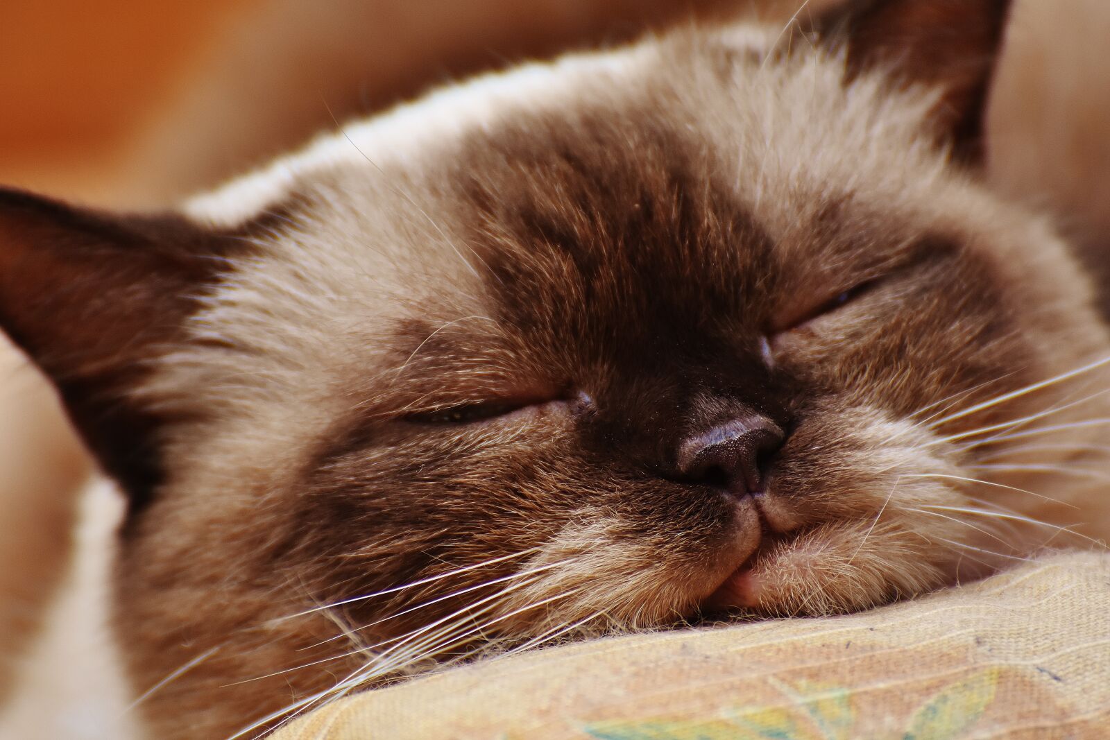 Nikon D7200 sample photo. Cat, british shorthair, thoroughbred photography