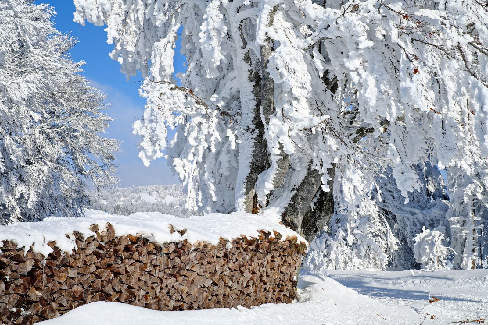 Fujifilm X-T10 + Fujifilm XF 35mm F1.4 R sample photo. Wood, firewood, holzstapel photography