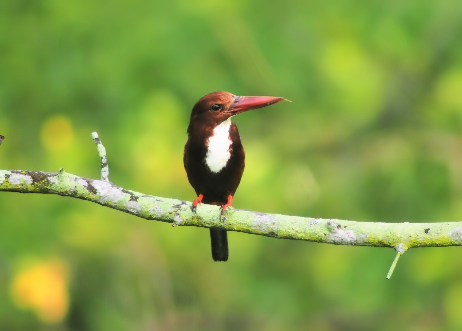 Tokina SD 400mm f/5.6 sample photo. White-throated kingfisher, wild, bird photography
