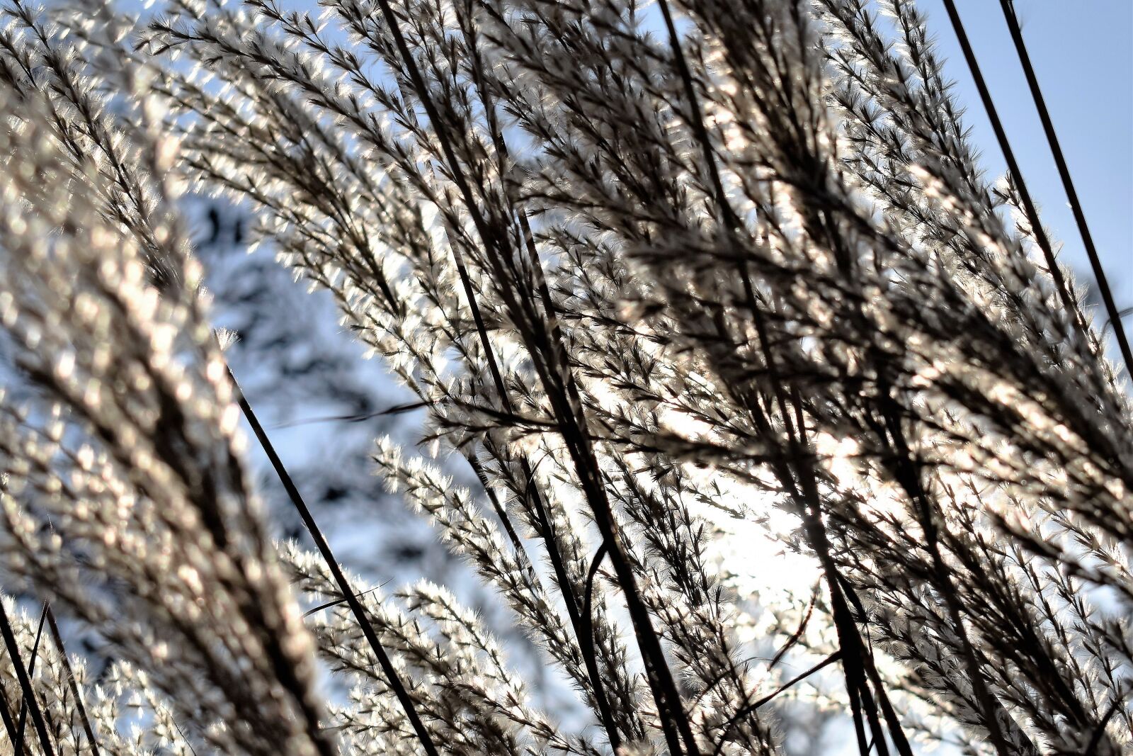 Nikon D5500 sample photo. Grass, grasses, nature photography