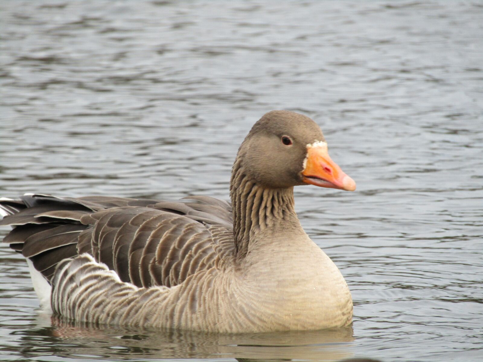 Canon POWERSHOT SX430 IS sample photo. Goose, bird, water bird photography