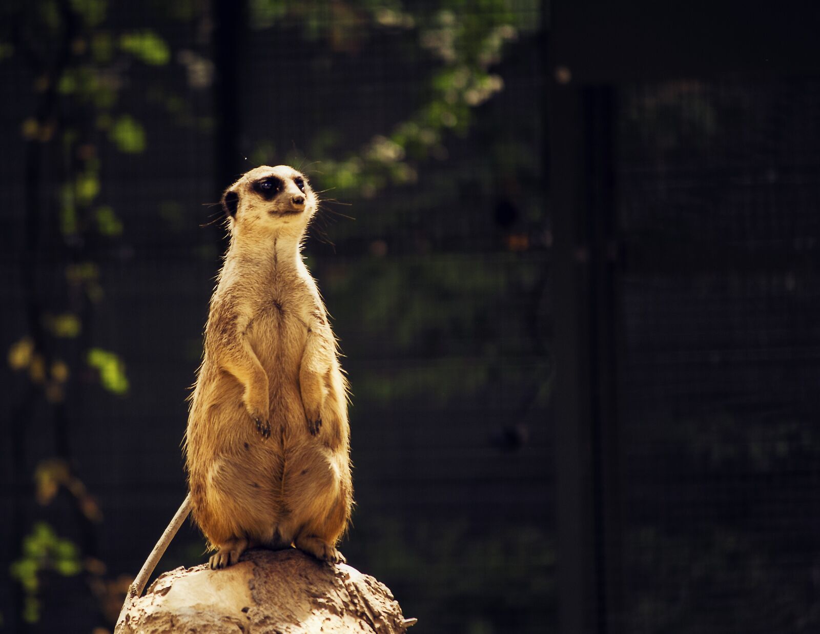 Nikon D3000 sample photo. Animal world, nature, mammal photography