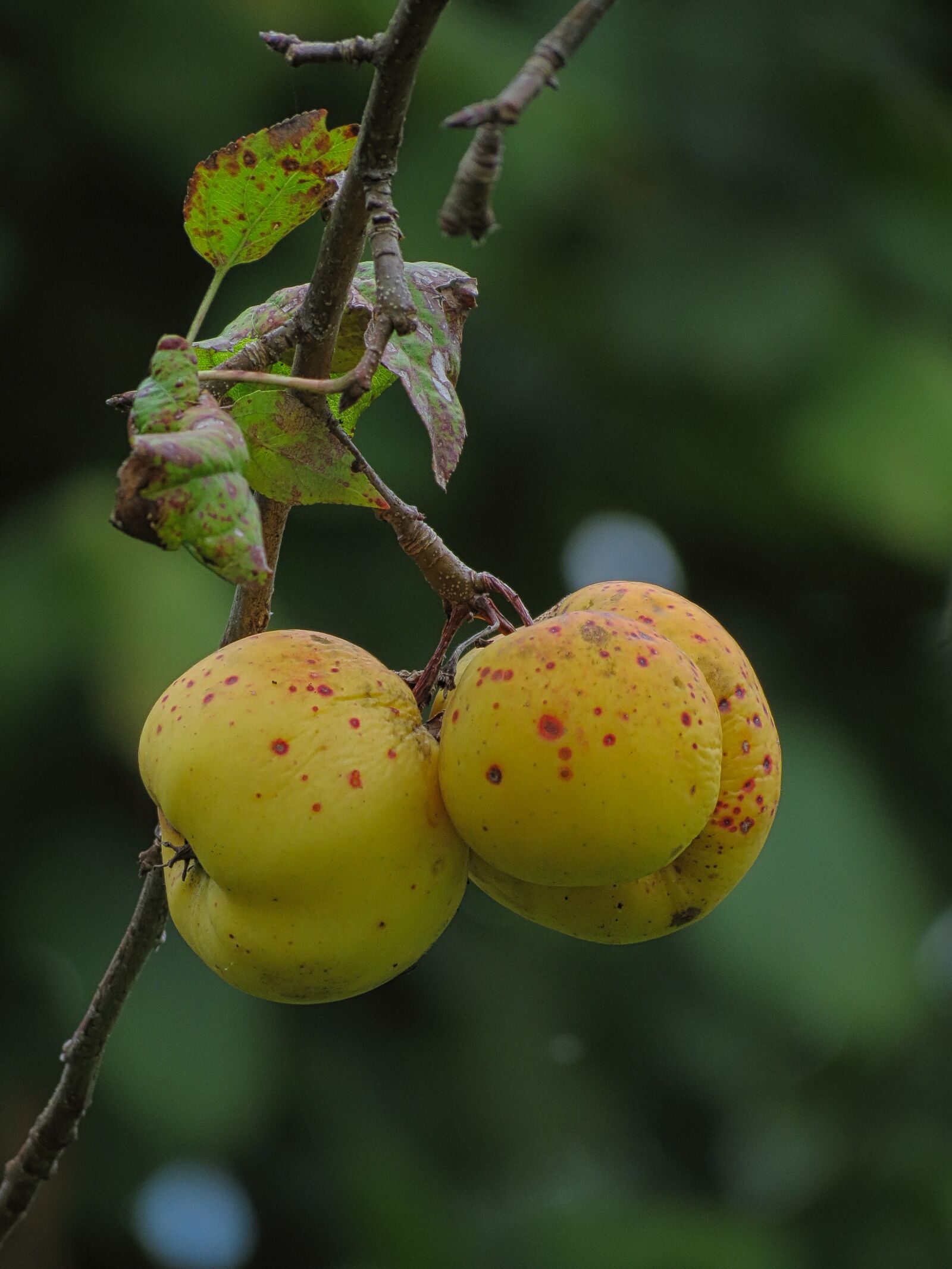 Canon PowerShot SX40 HS sample photo. Disease cortical, pome fruit photography