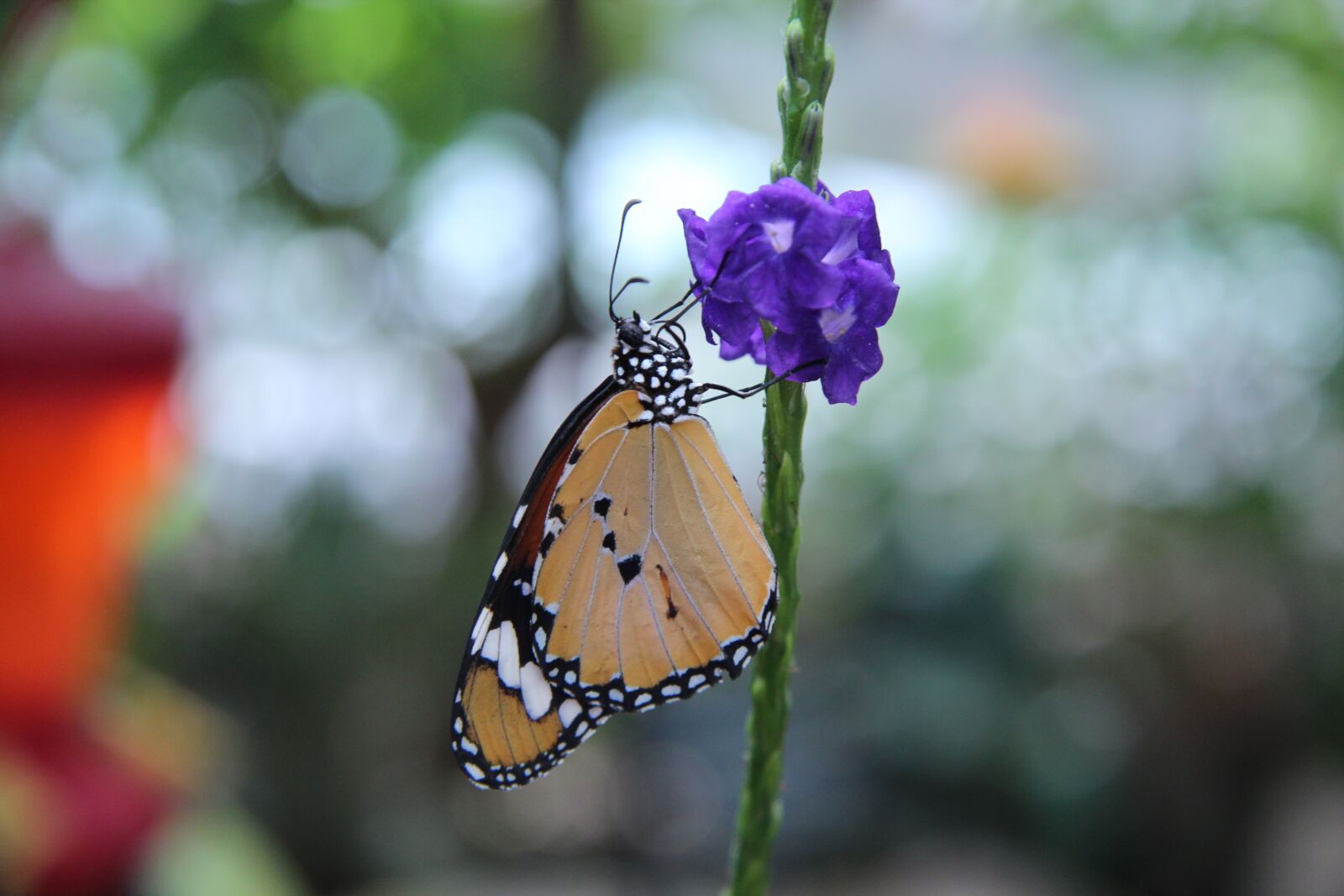 Canon EF-S 17-85mm F4-5.6 IS USM sample photo. Butterfly, orange, insect photography