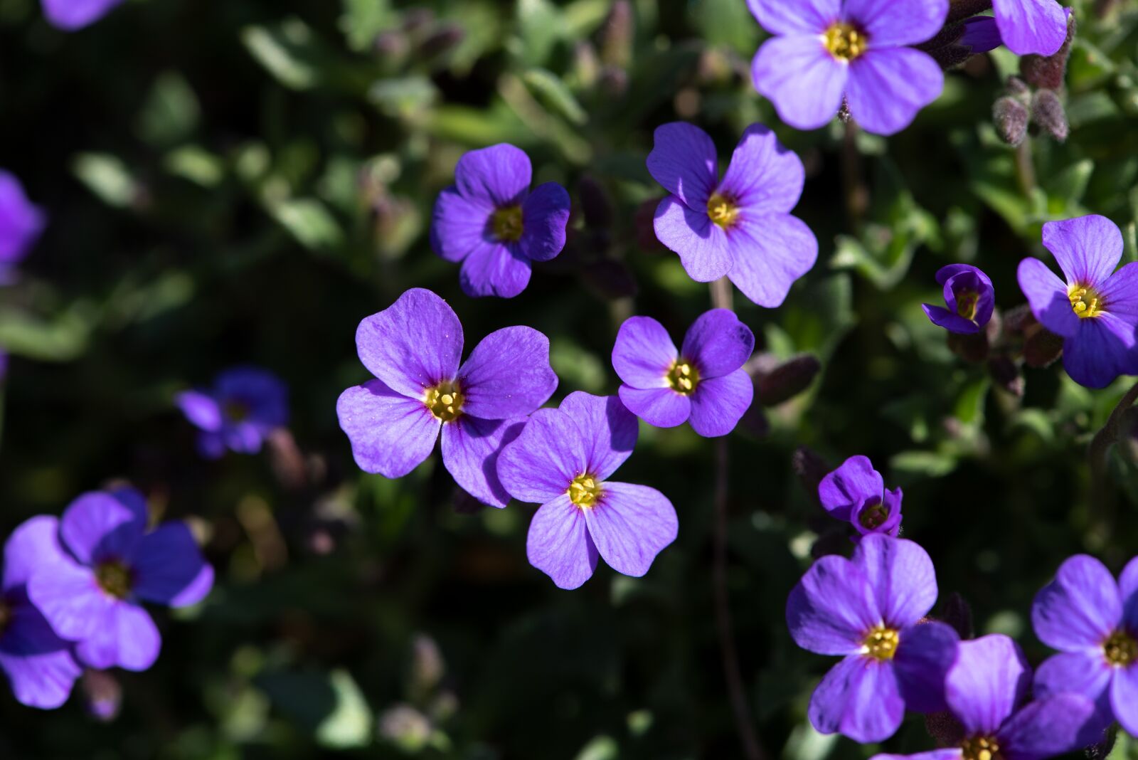 Nikon D750 sample photo. Flowers, plant, violet photography