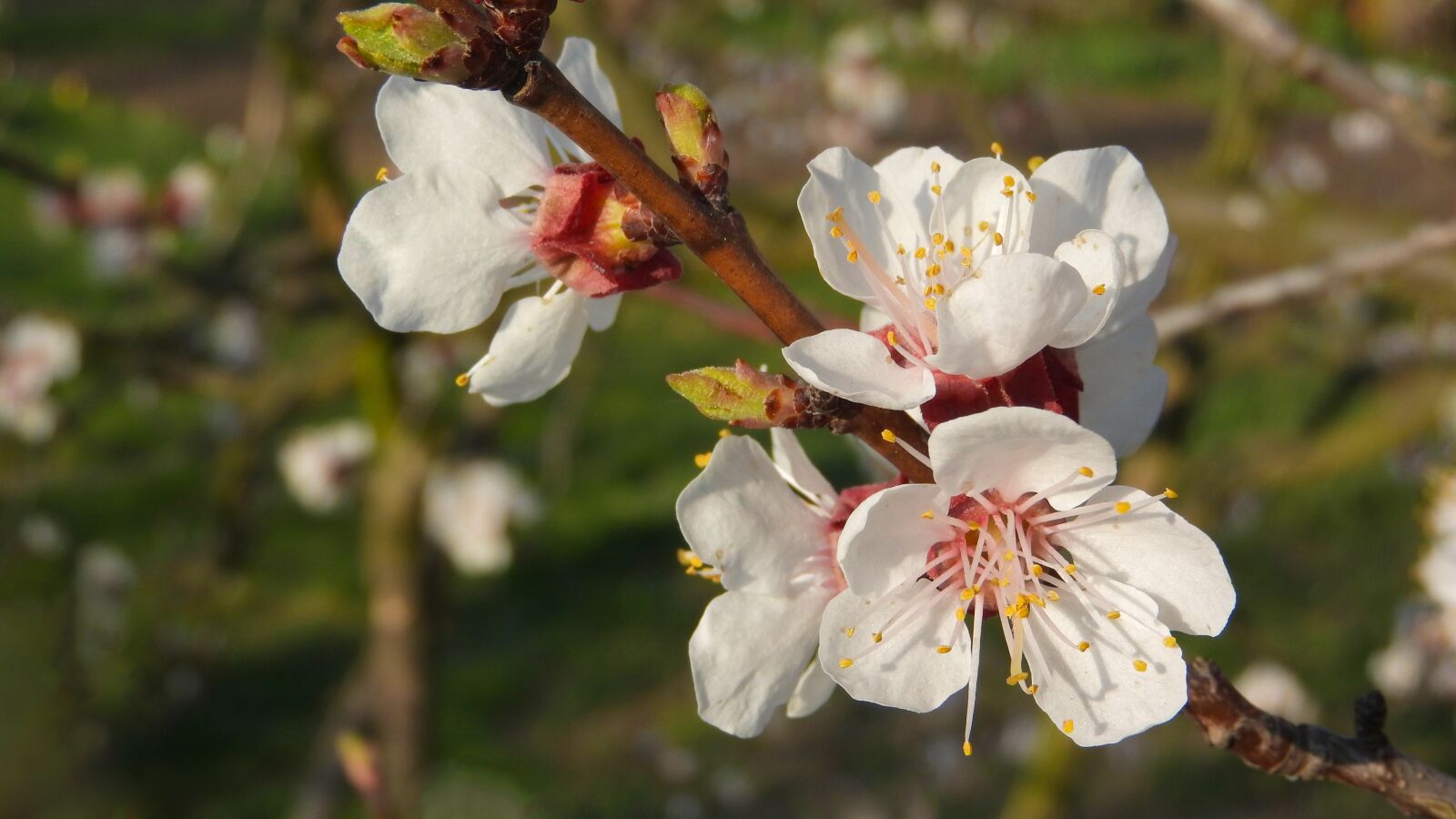 Nikon Coolpix P610 sample photo. Spring flowers, white flowers photography