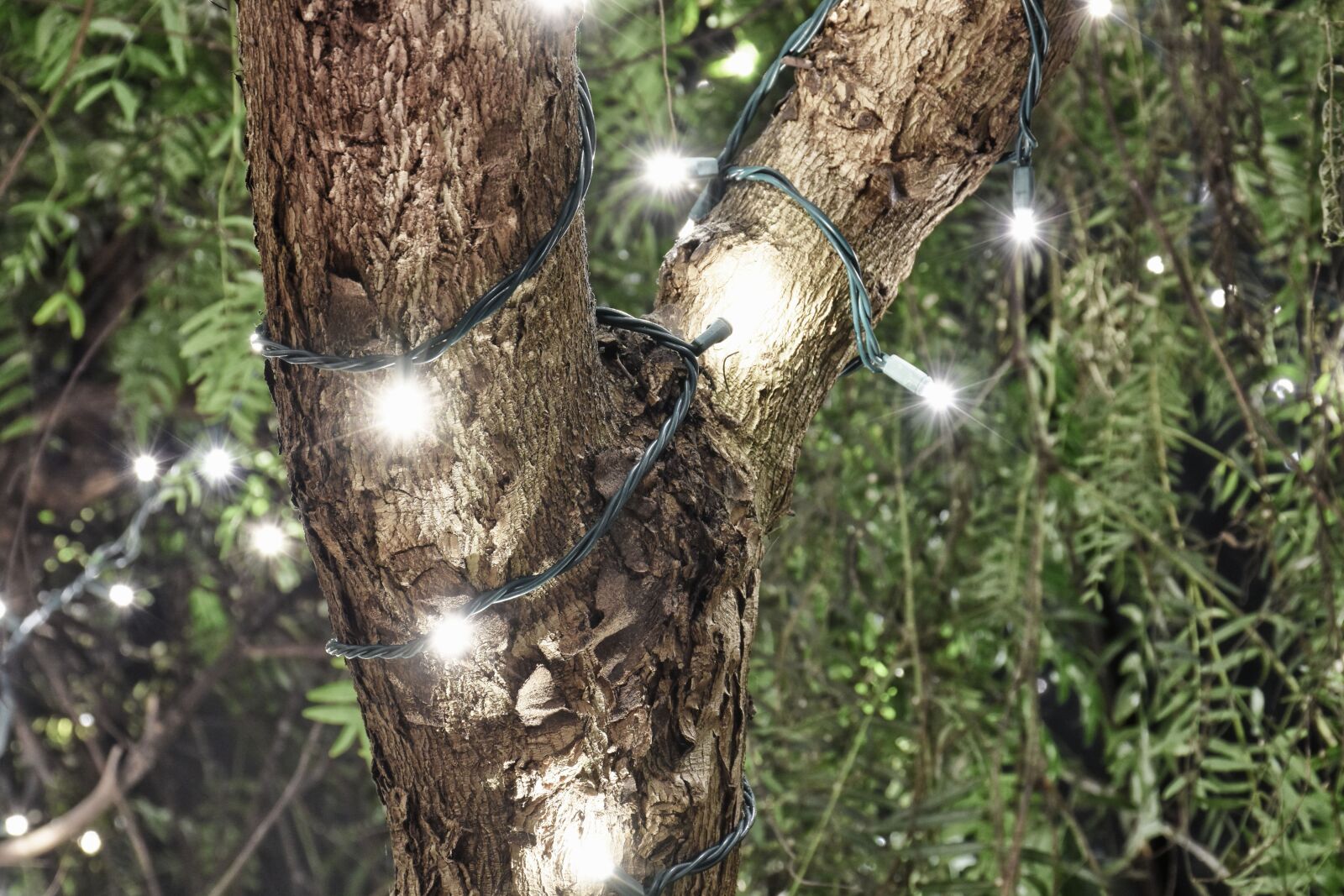 Nikon D7200 sample photo. Light, tree, landscape photography