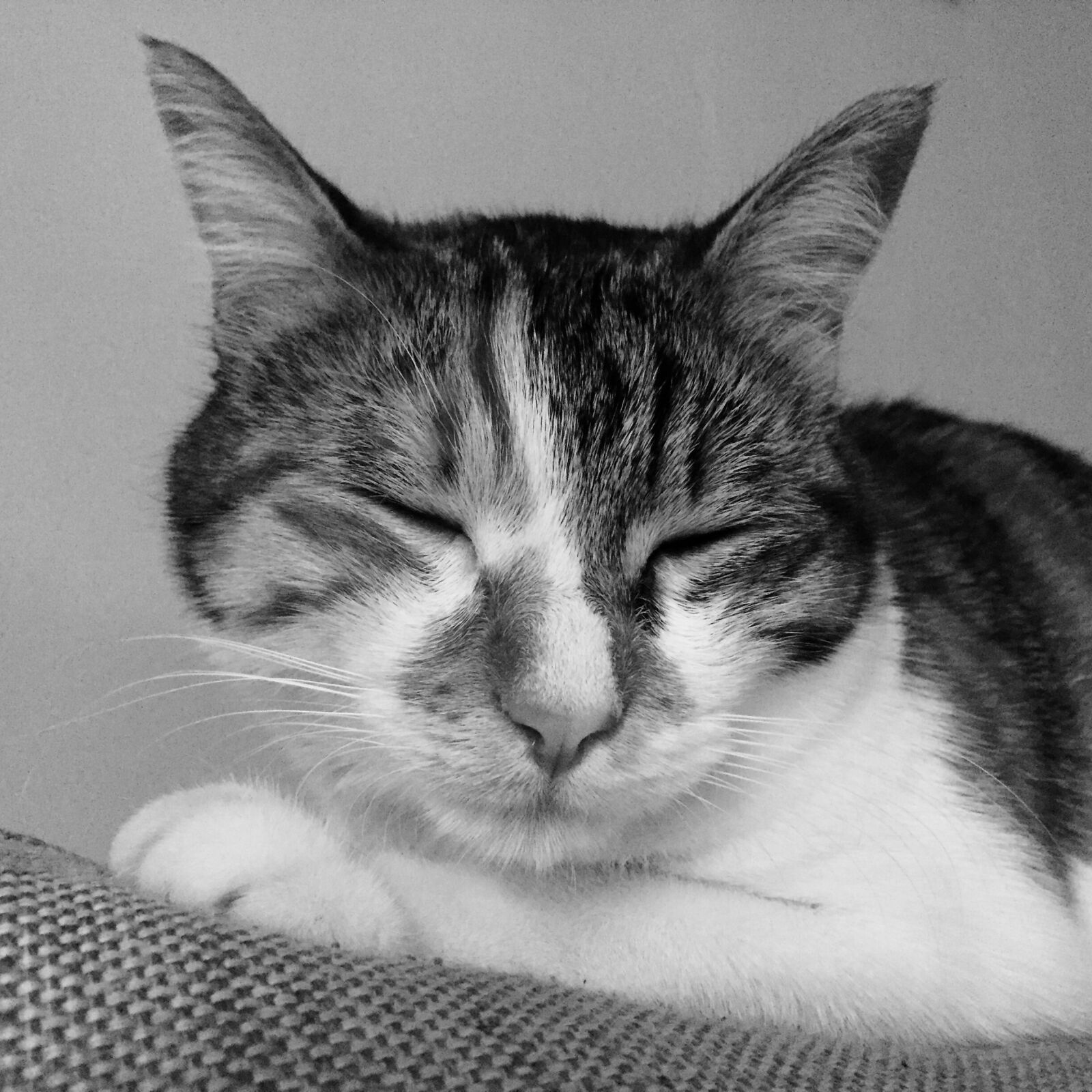 Apple iPhone 6 sample photo. Cat, kitten, black and photography