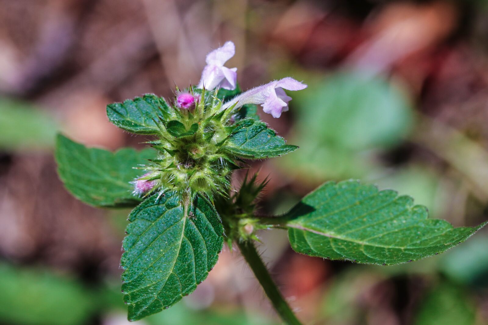 Canon EOS 7D Mark II sample photo. Wildflower, nature, macro photography