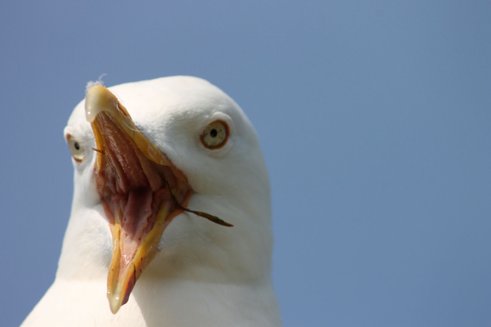Canon EOS 1100D (EOS Rebel T3 / EOS Kiss X50) sample photo. Seagull, close up, scream photography