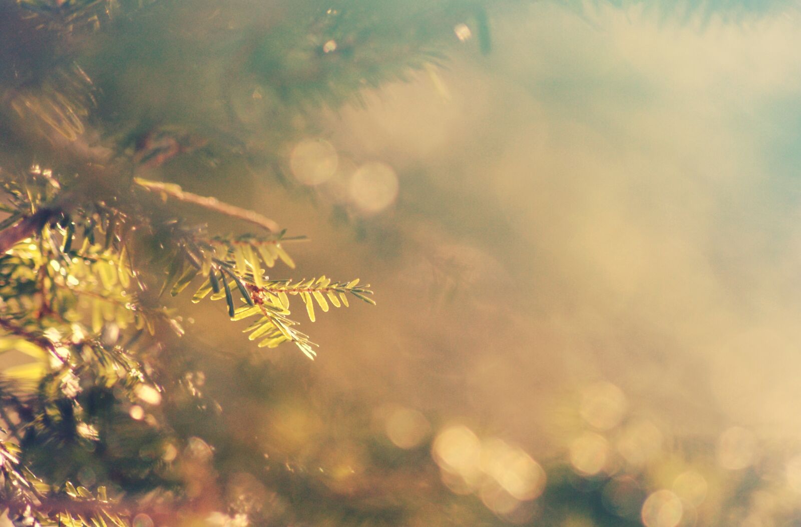 Sony Alpha DSLR-A230 sample photo. Conifer, coniferous, tree photography