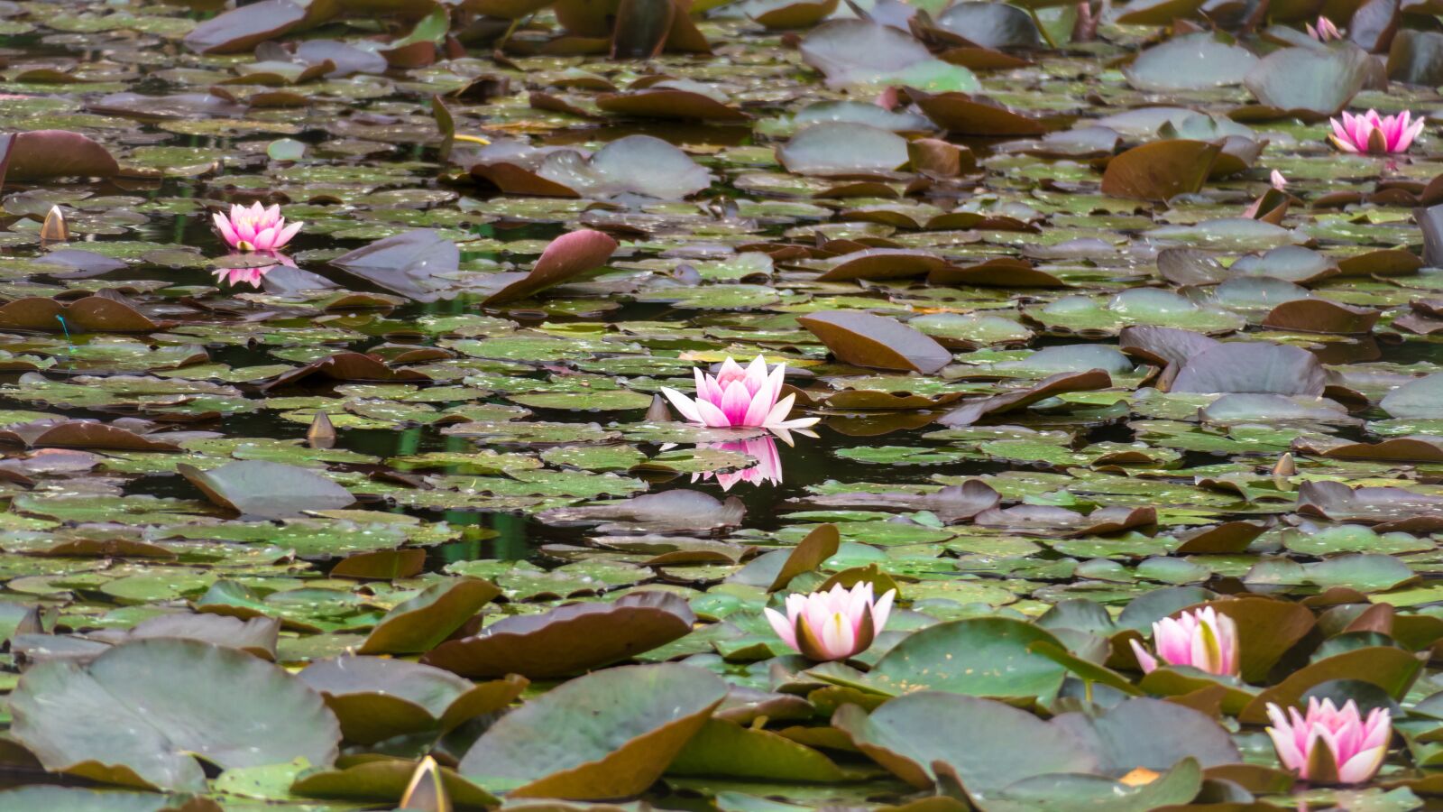 Canon PowerShot G3 X sample photo. Water lilies, blossom, bloom photography