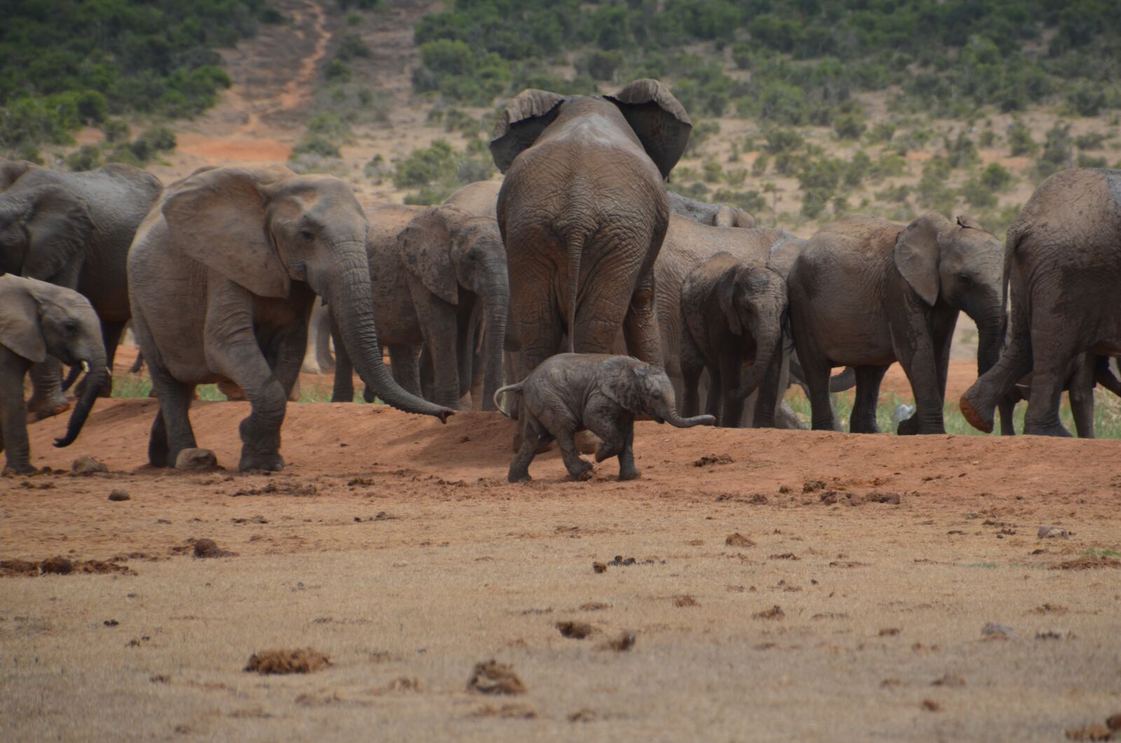 Nikon D5100 sample photo. Africa, safari, elephant photography