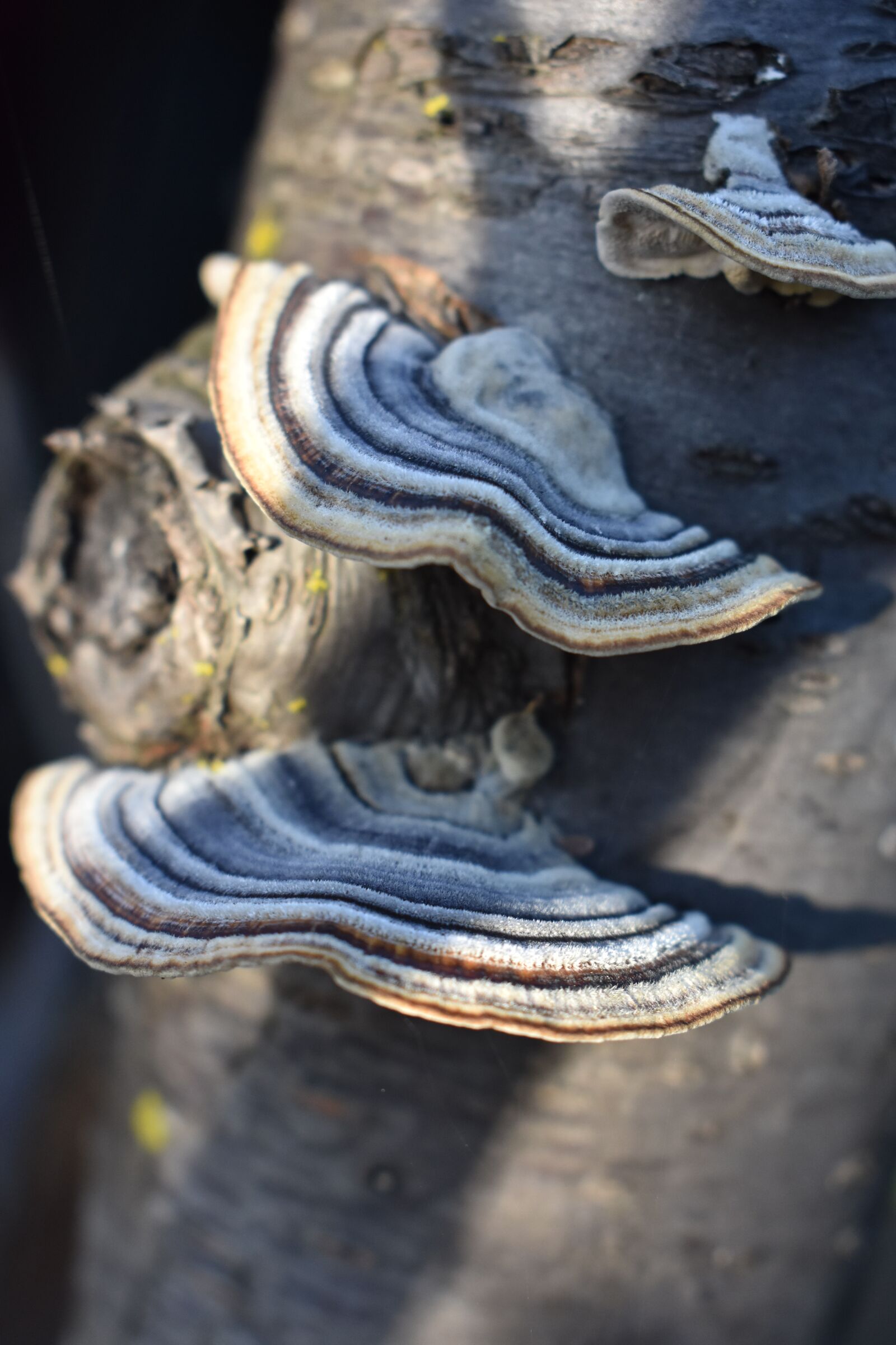 Nikon D3400 sample photo. Polypore, mushroom, fungus photography