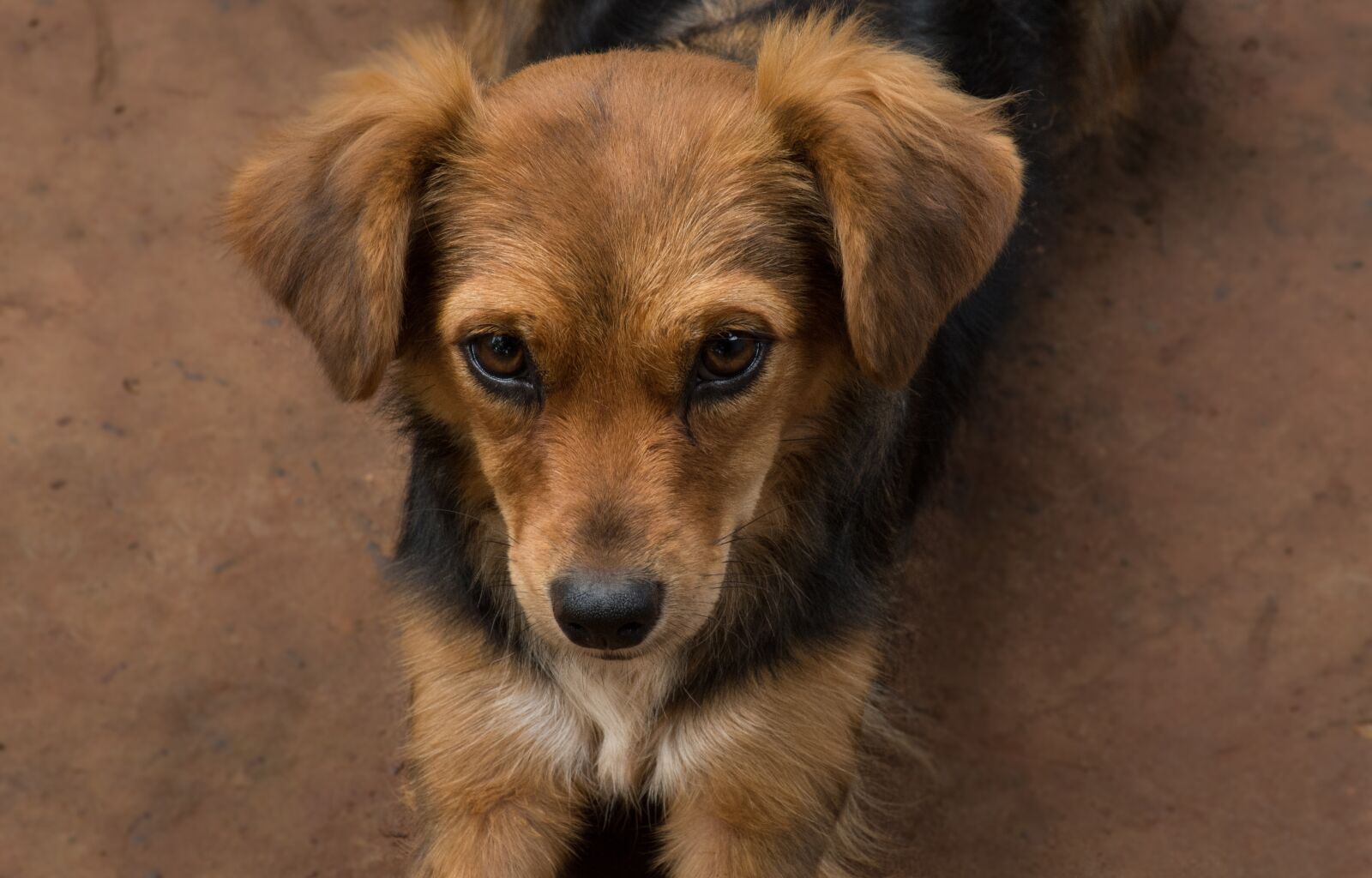Nikon D7200 sample photo. Animal, canidae, pet photography
