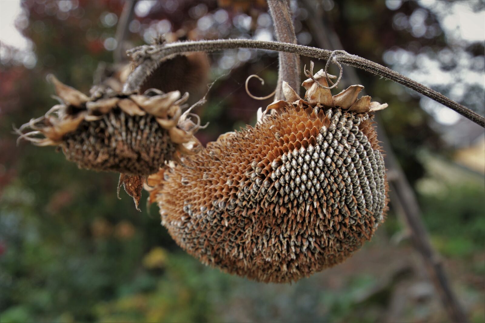 Canon EOS 80D sample photo. Sunflower, the stem, garden photography