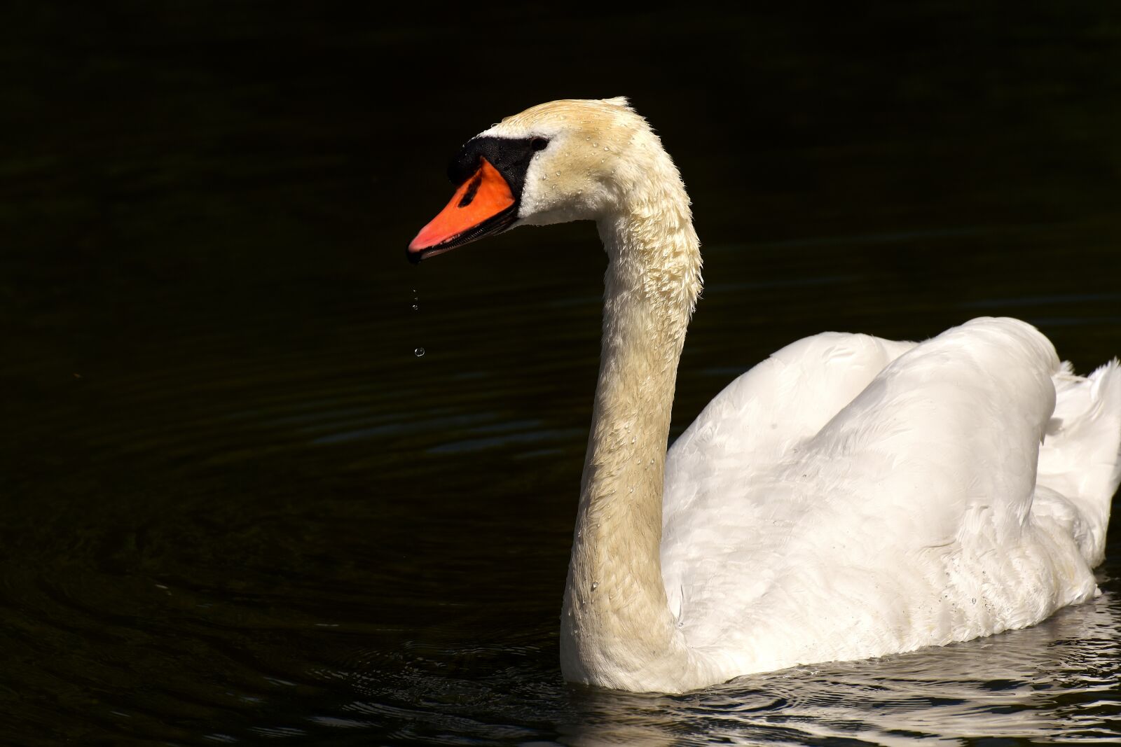 Nikon D7200 sample photo. Swan, water bird, relaxed photography