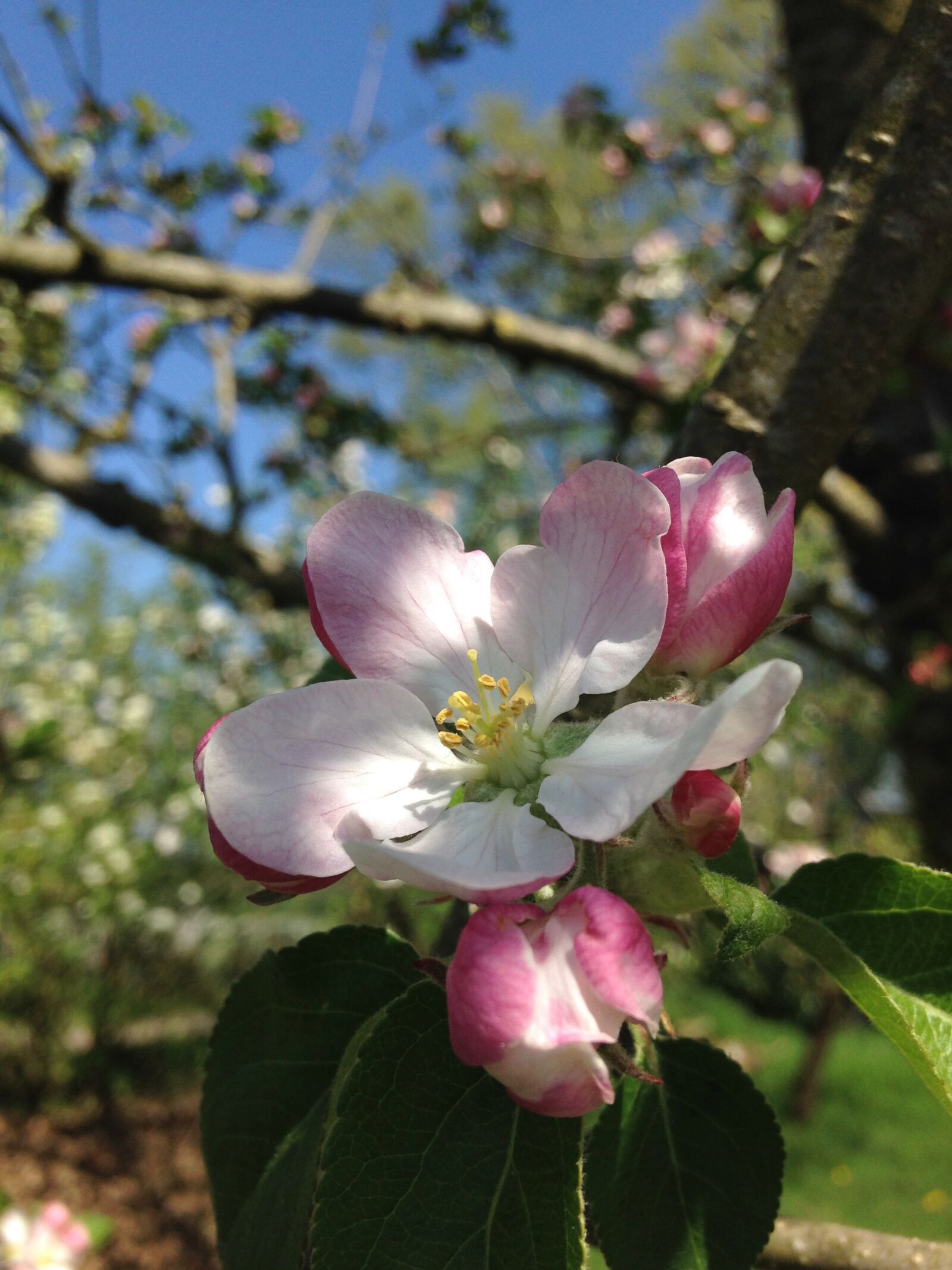 iPhone 5c back camera 4.12mm f/2.4 sample photo. Apple blossom, tree, white photography