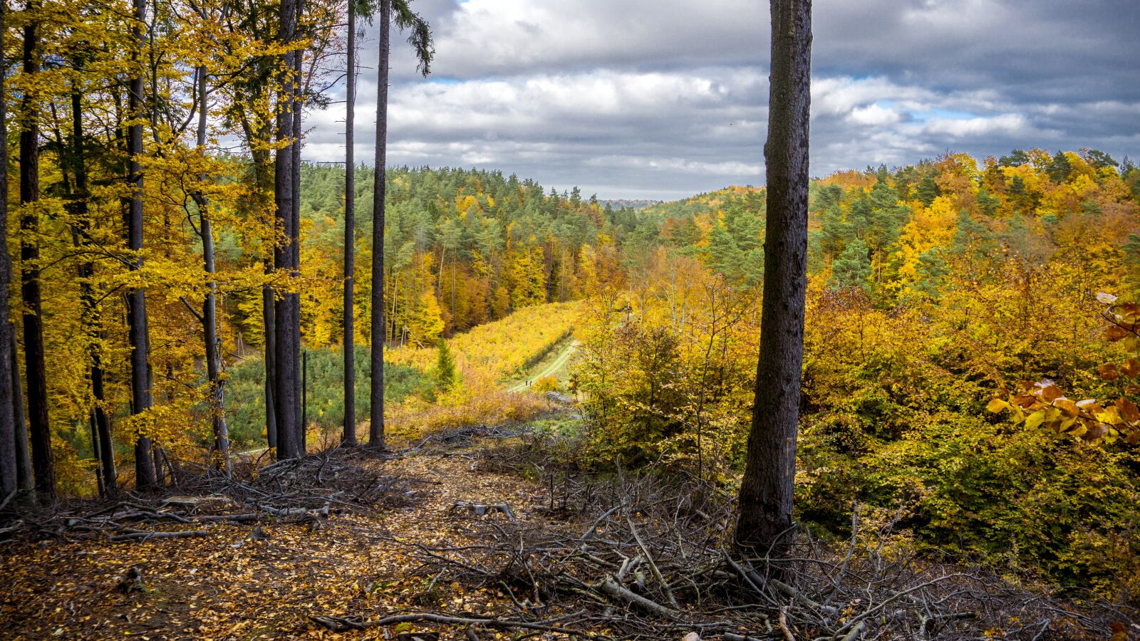 Sony a6000 sample photo. Forest, november, landscape photography
