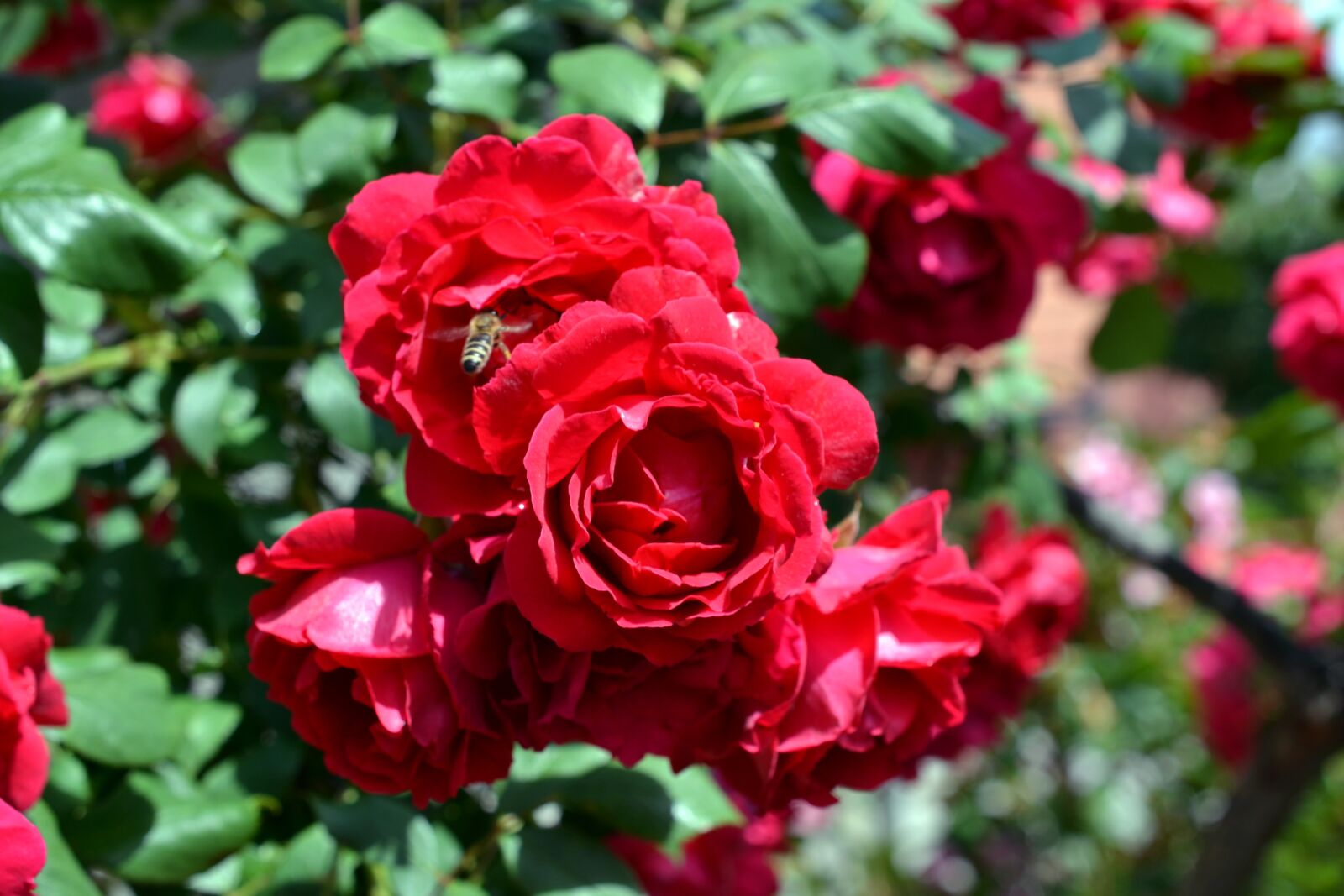 Nikon D3100 sample photo. Roses, flowers, flora photography