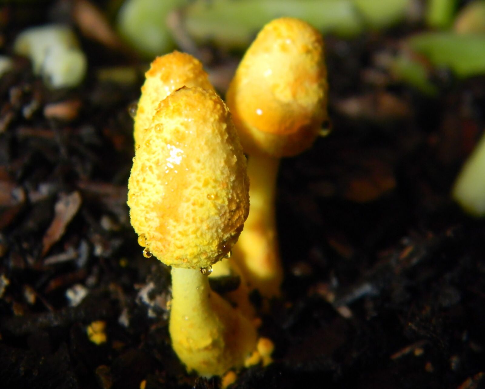 Nikon Coolpix L110 sample photo. Fungus, wood, wet photography