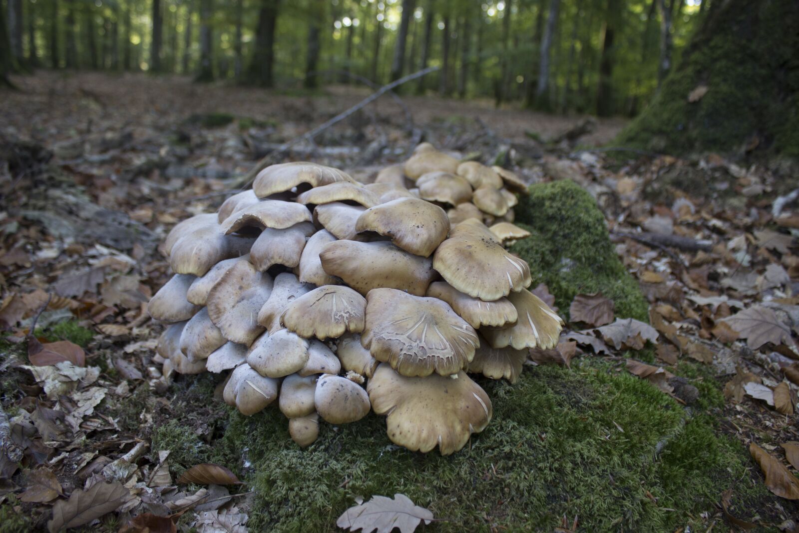 Canon EOS 600D (Rebel EOS T3i / EOS Kiss X5) sample photo. Fungus, red mushroom, white photography