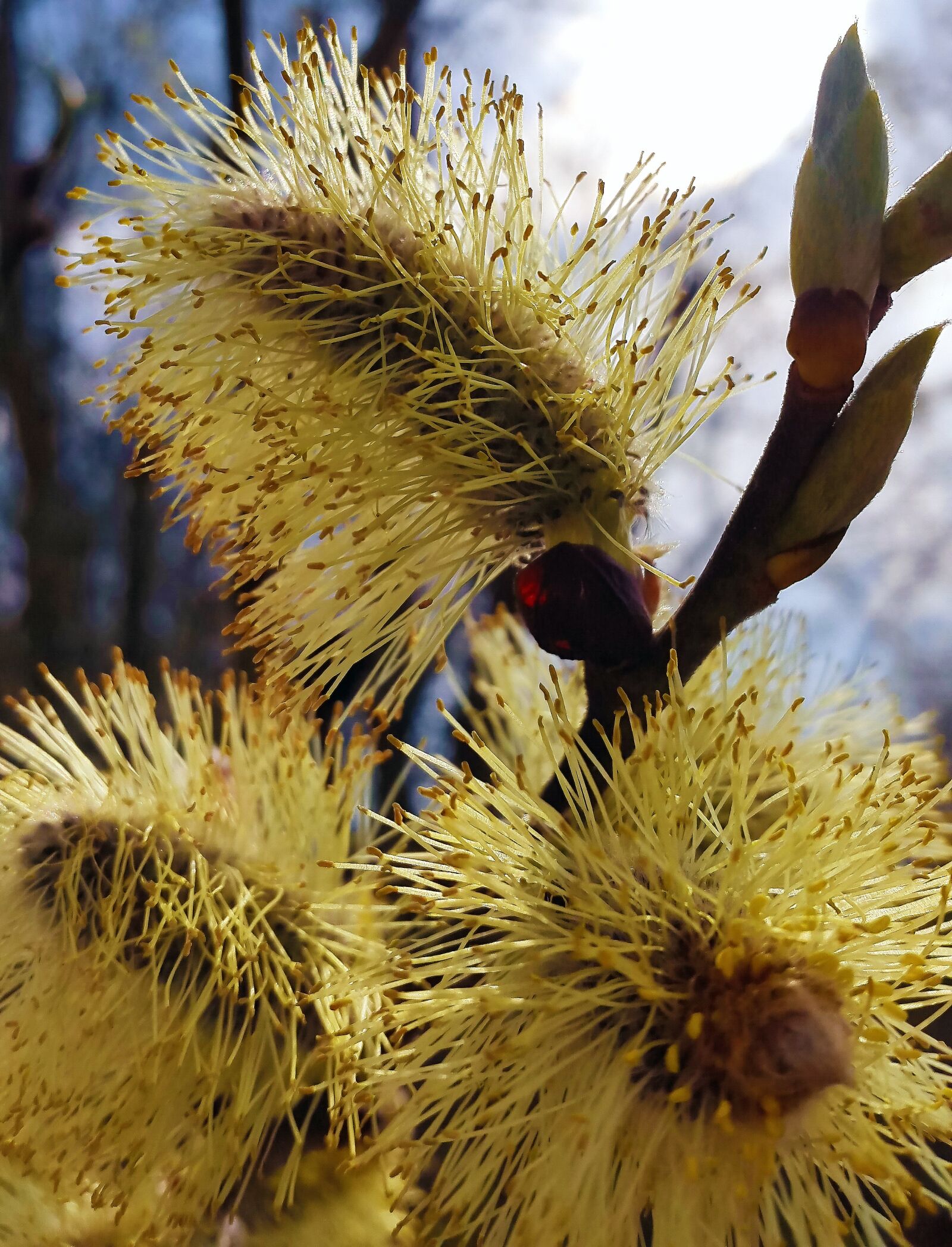 Samsung Galaxy Alpha sample photo. Blossom, bloom, spring photography